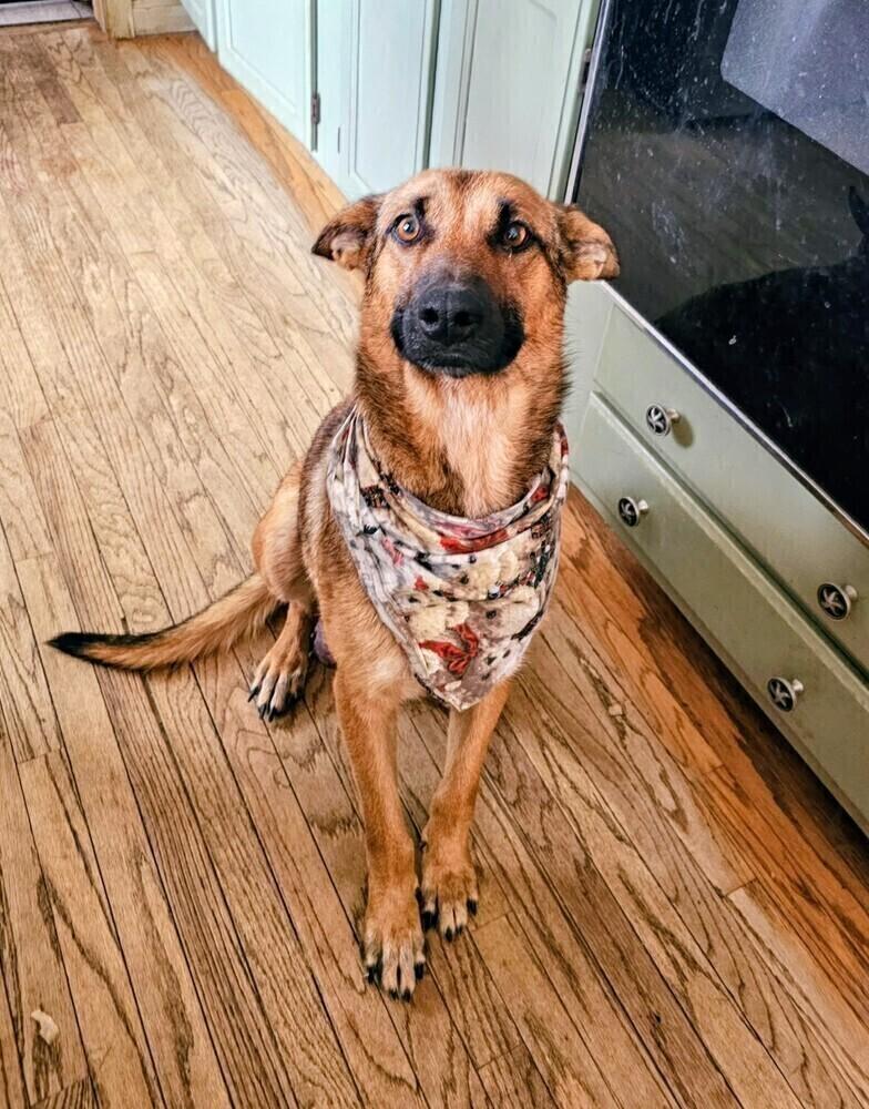 Enlarge Fletcher, a Adoptable mixed breed in Evergreen, CO image 4/6