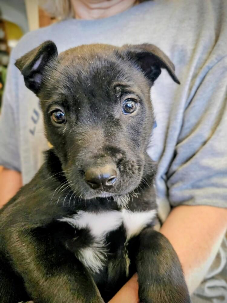 Enlarge Fletcher, a Adoptable mixed breed in Evergreen, CO image 3/5