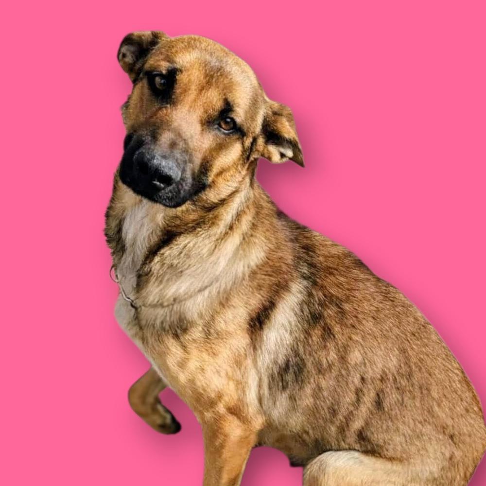 Enlarge Fletcher, a Adoptable mixed breed in Evergreen, CO image 6/6