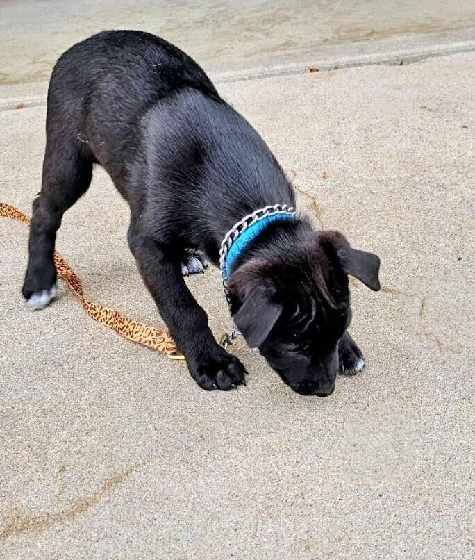 Enlarge Fletcher, a Adoptable mixed breed in Evergreen, CO image 5/5