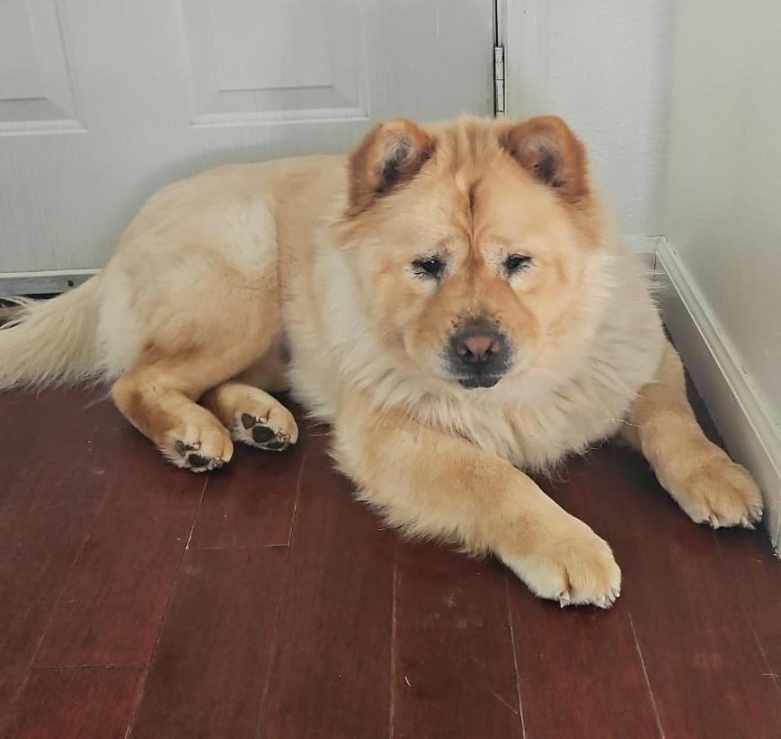 Stormy!, ADOPTABLE, Young Female Chow Chow.