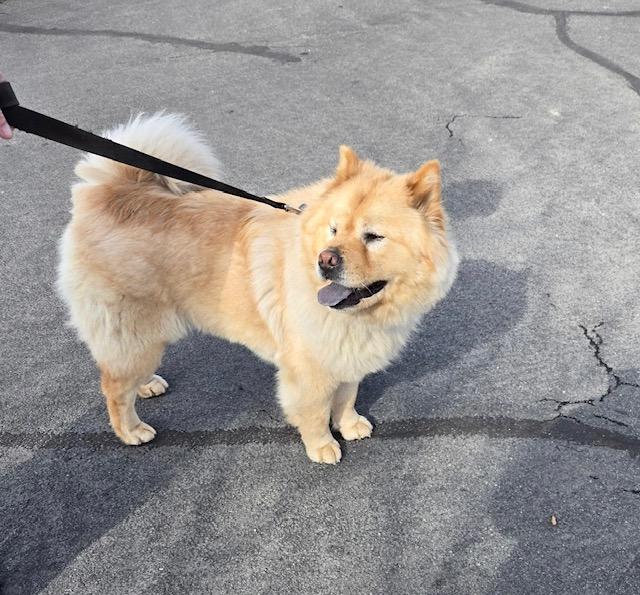 Stormy!, ADOPTABLE, Young Female Chow Chow.