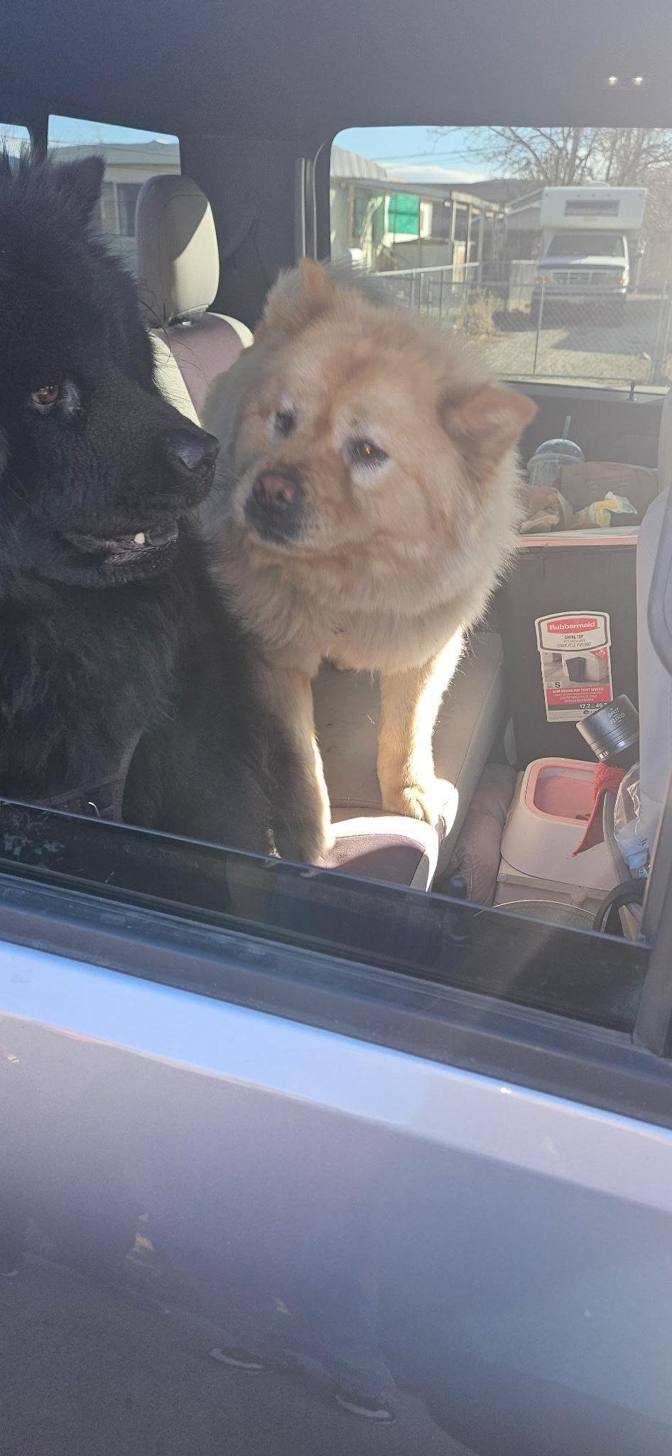 Stormy!, a ADOPTABLE Chow Chow in Sacramento, CA image 4/5