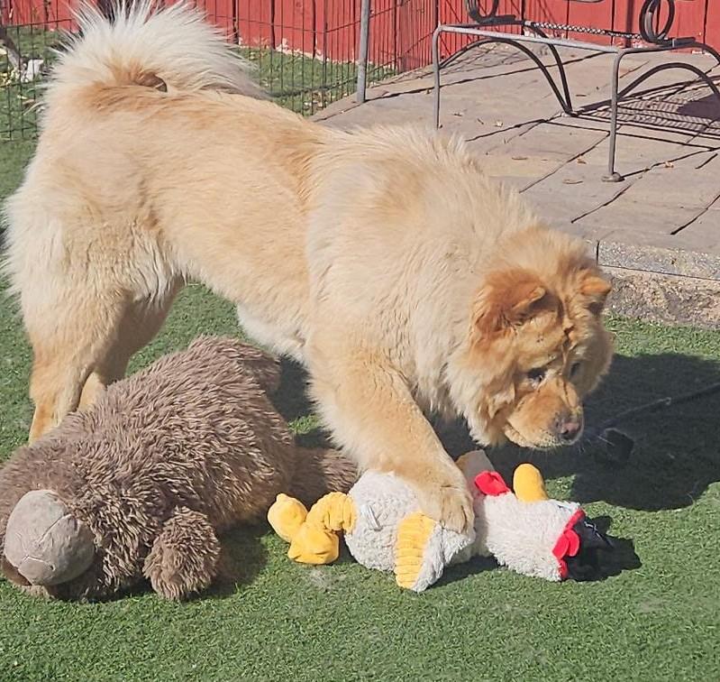 Stormy!, a ADOPTABLE Chow Chow in Sacramento, CA image 3/5