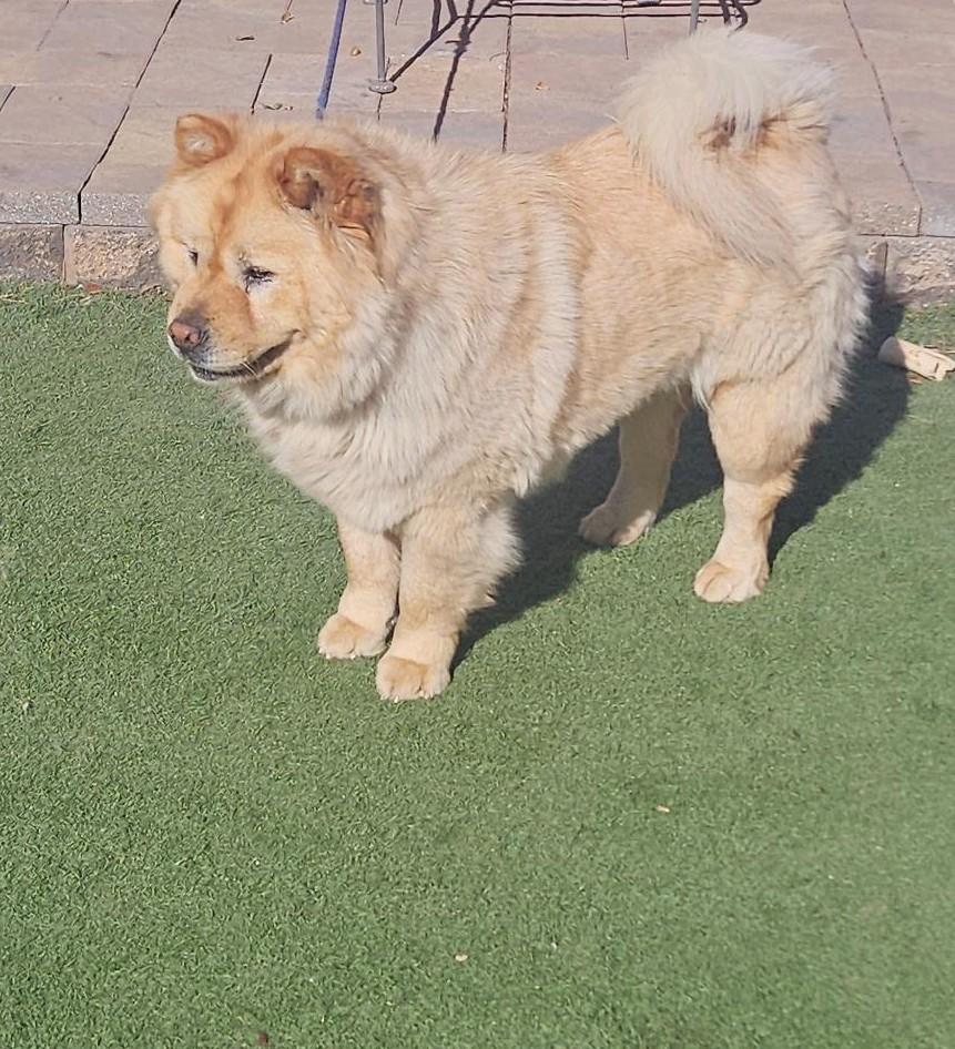 Stormy!, a ADOPTABLE Chow Chow in Sacramento, CA image 2/5
