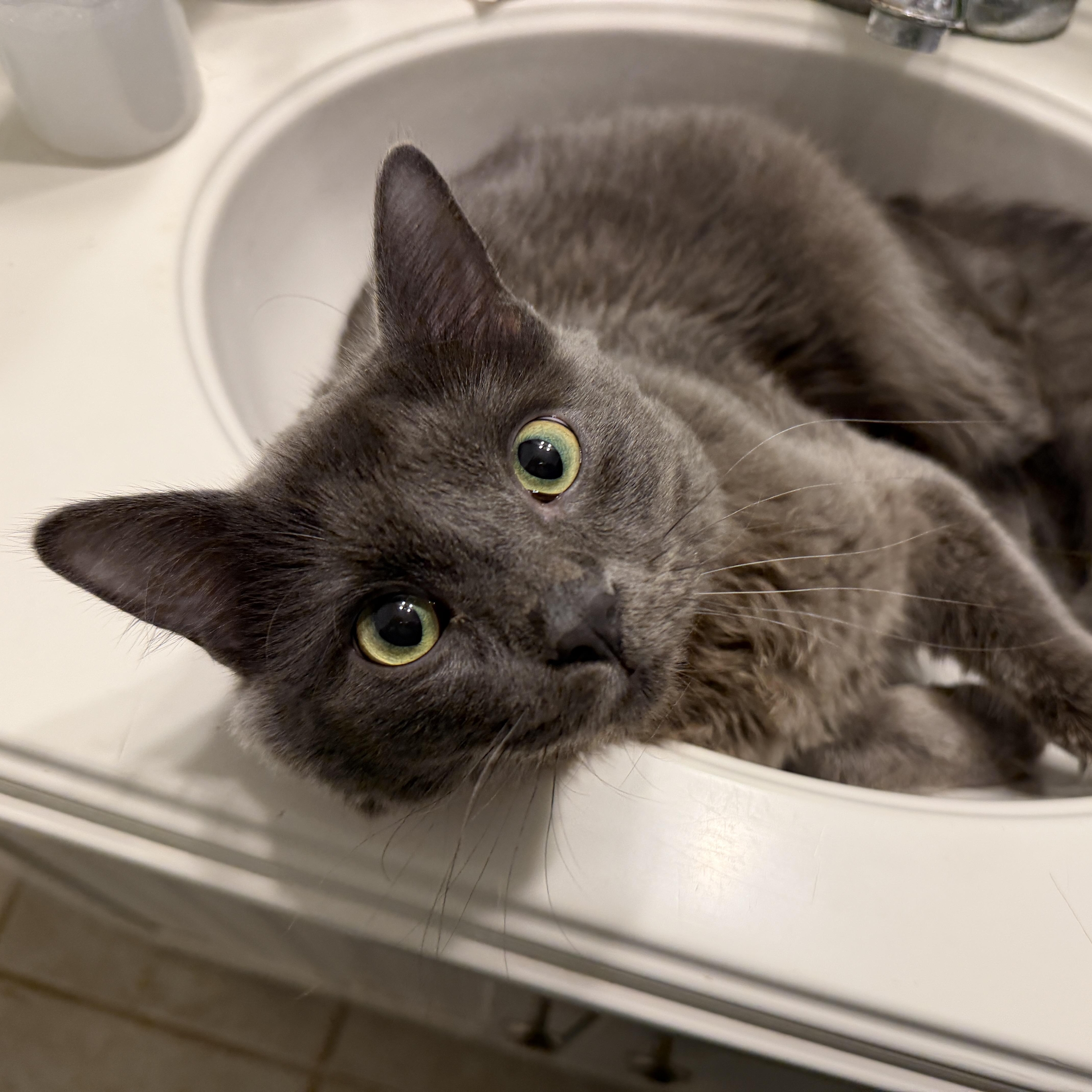 Ruzo, adopted, Young Male Russian Blue.