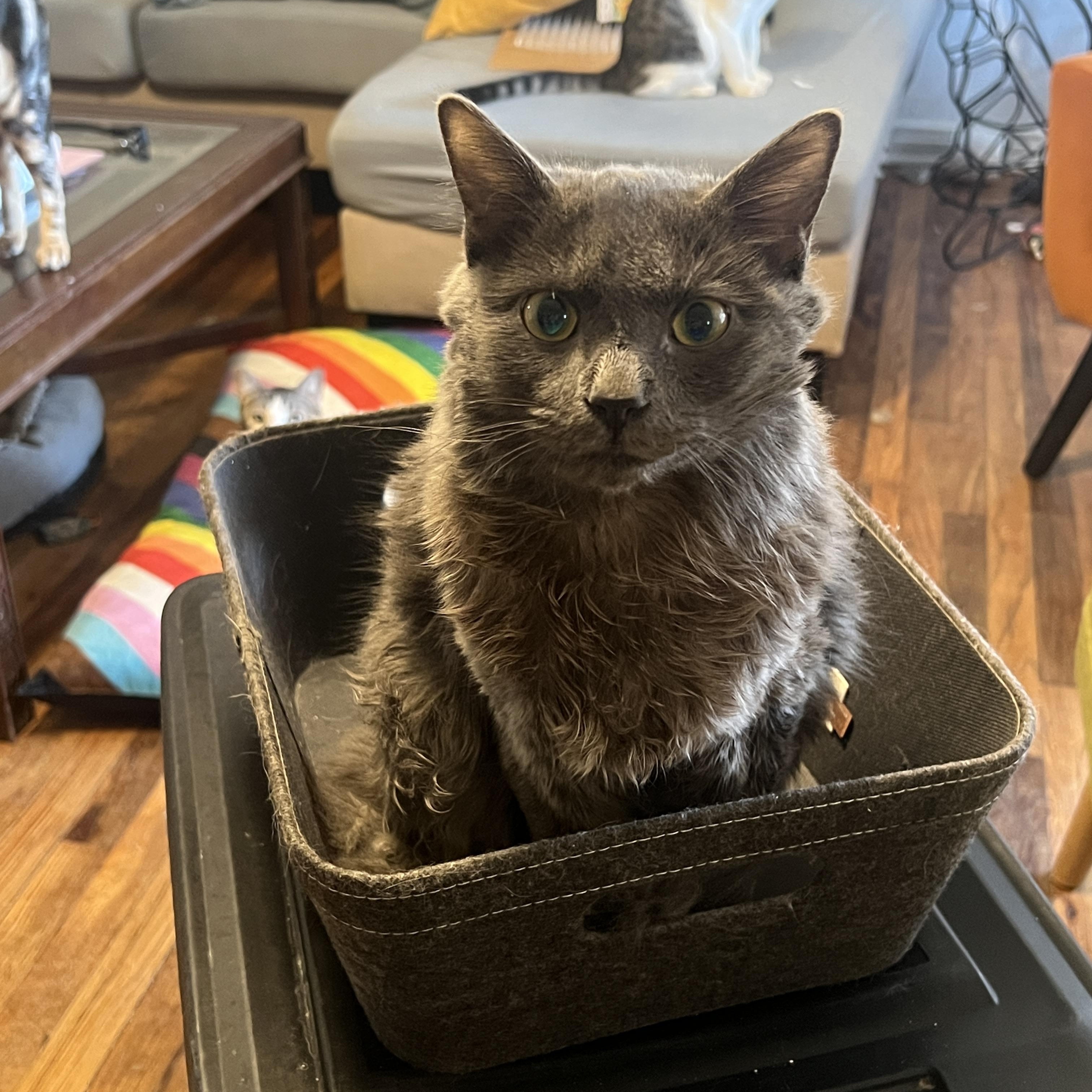 Enlarge Ruzo, an adopted mixed breed in Fort Worth, TX image 3/4