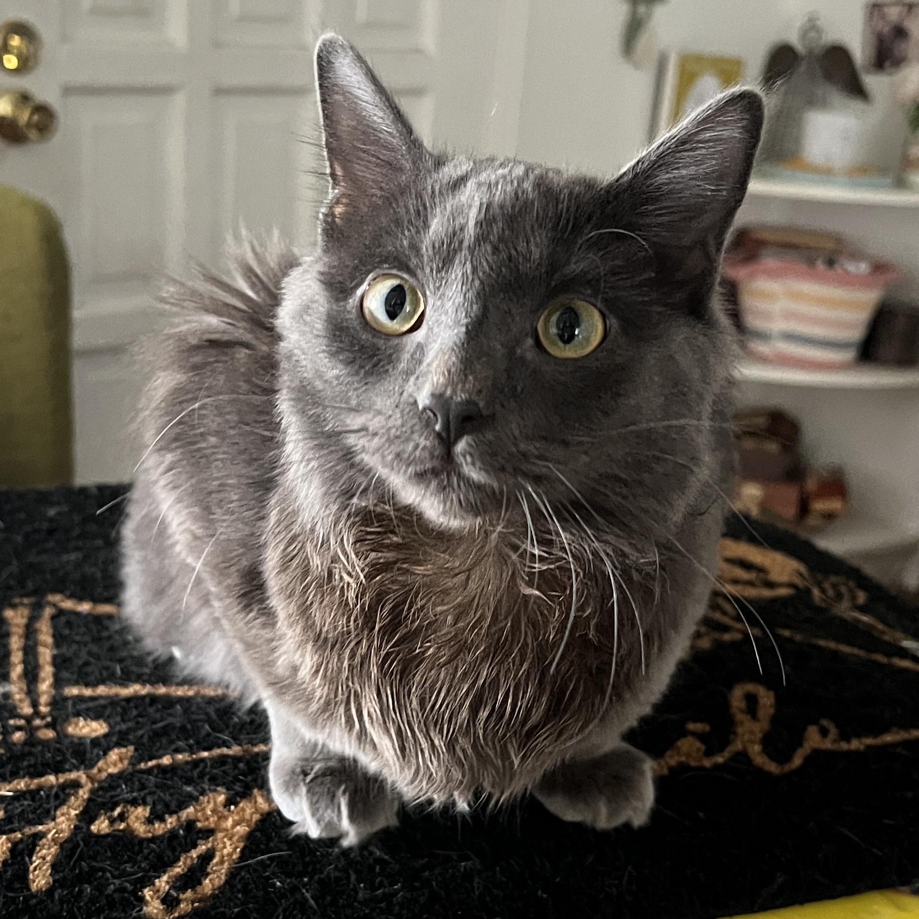 Enlarge Ruzo, an adopted mixed breed in Fort Worth, TX image 2/4