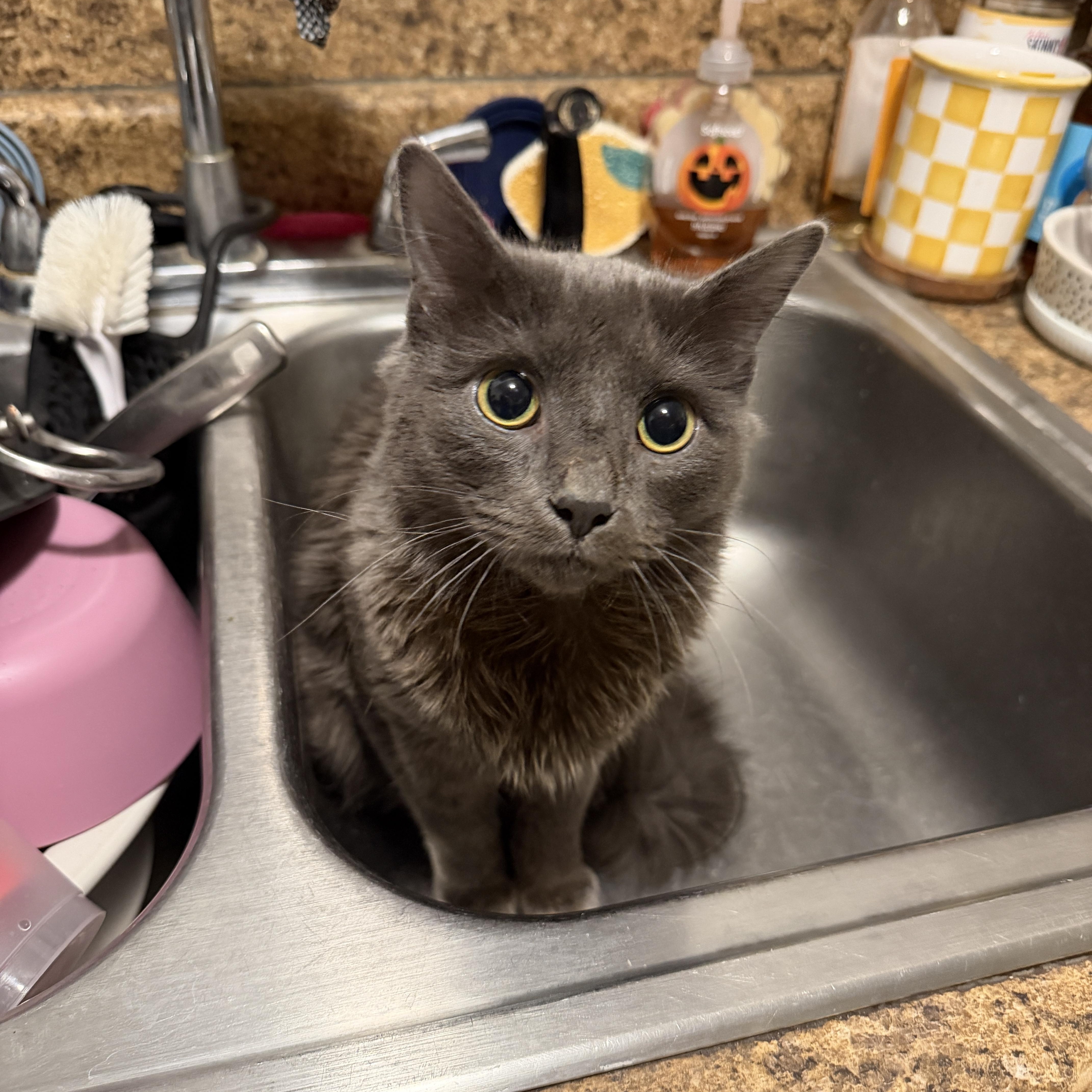 Enlarge Ruzo, an adopted mixed breed in Fort Worth, TX image 4/4