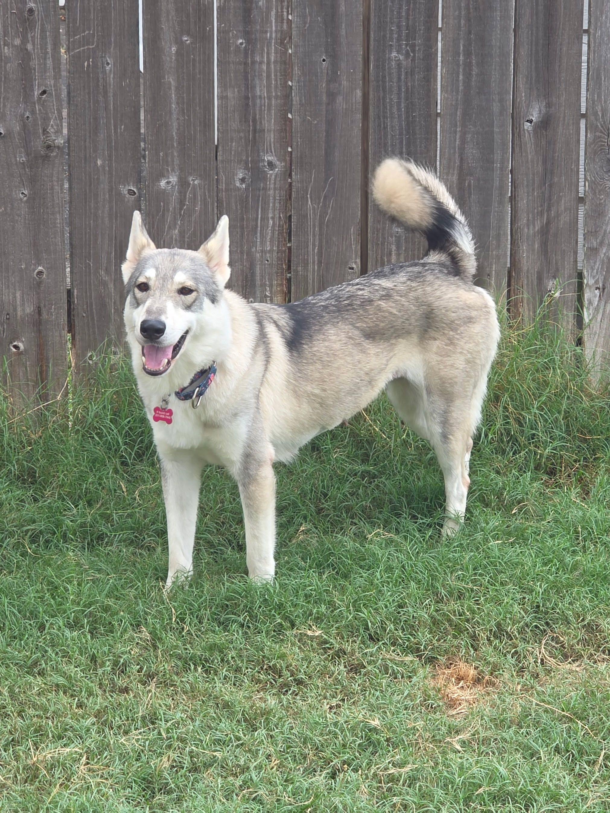 Enlarge Sasha, a Adoptable mixed breed in Cheektowaga, NY image 2/6