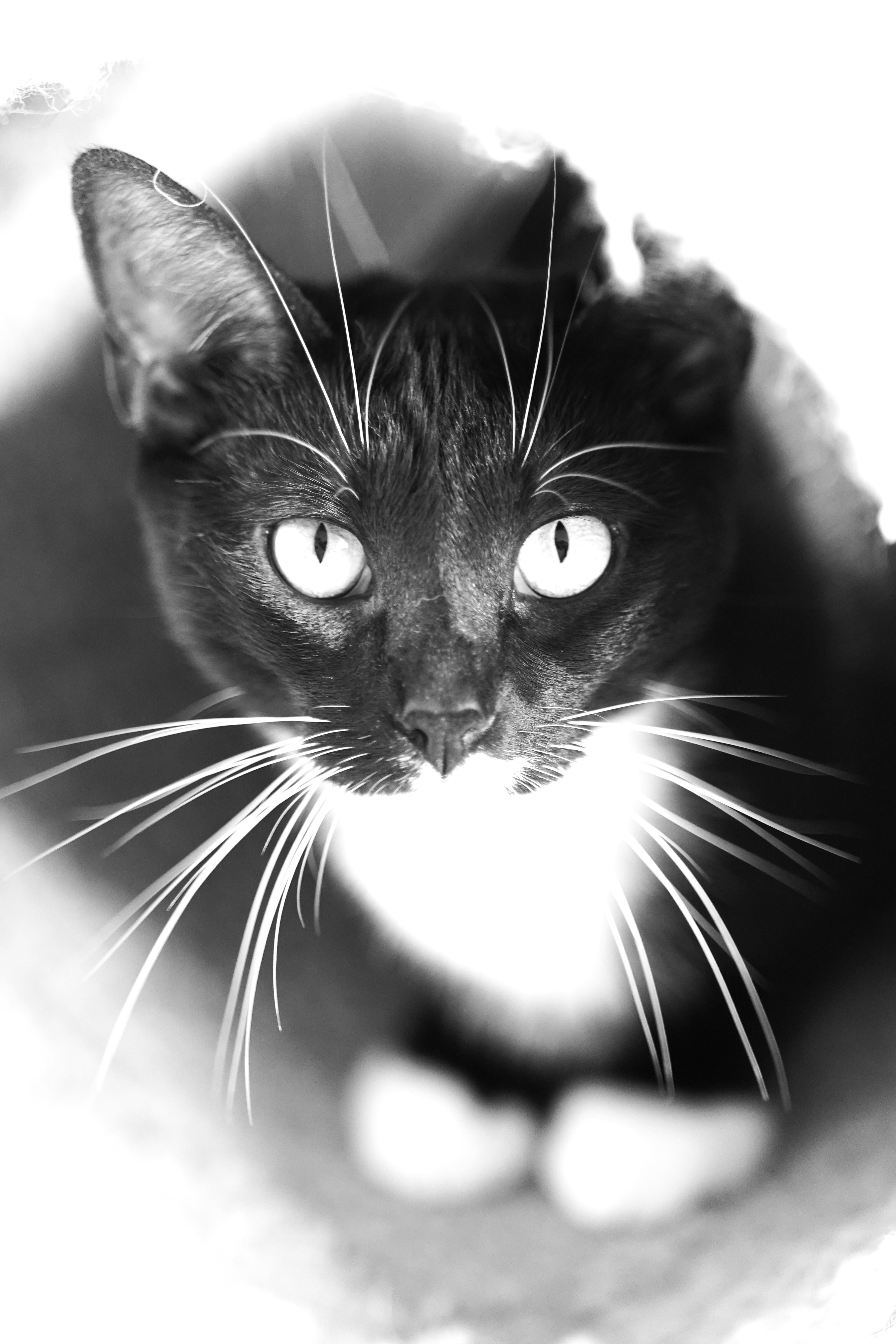 Enlarge Lacy, an adopted Domestic Short Hair in El Paso, TX image 1/5