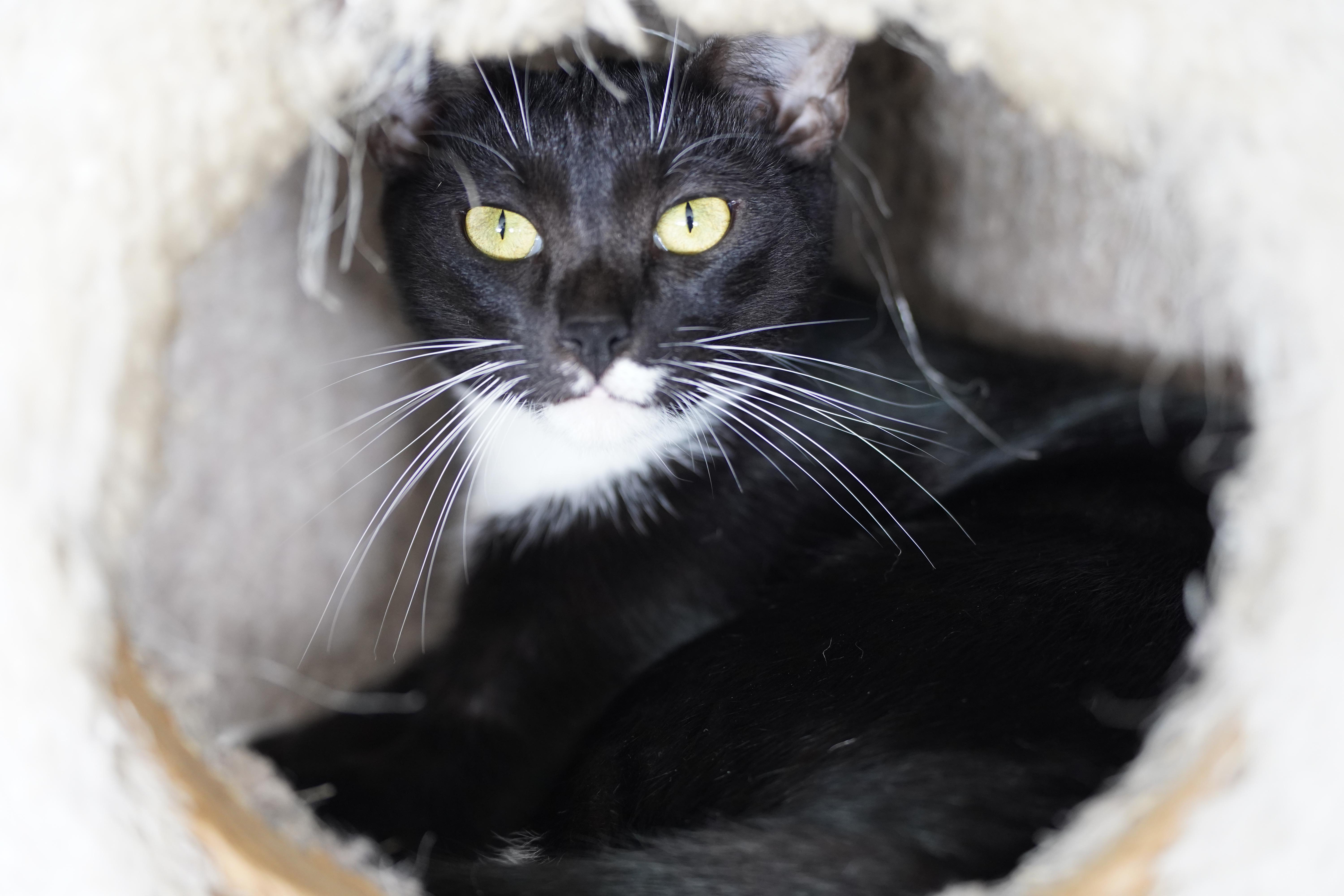 Enlarge Lacy, an adopted Domestic Short Hair in El Paso, TX image 2/5