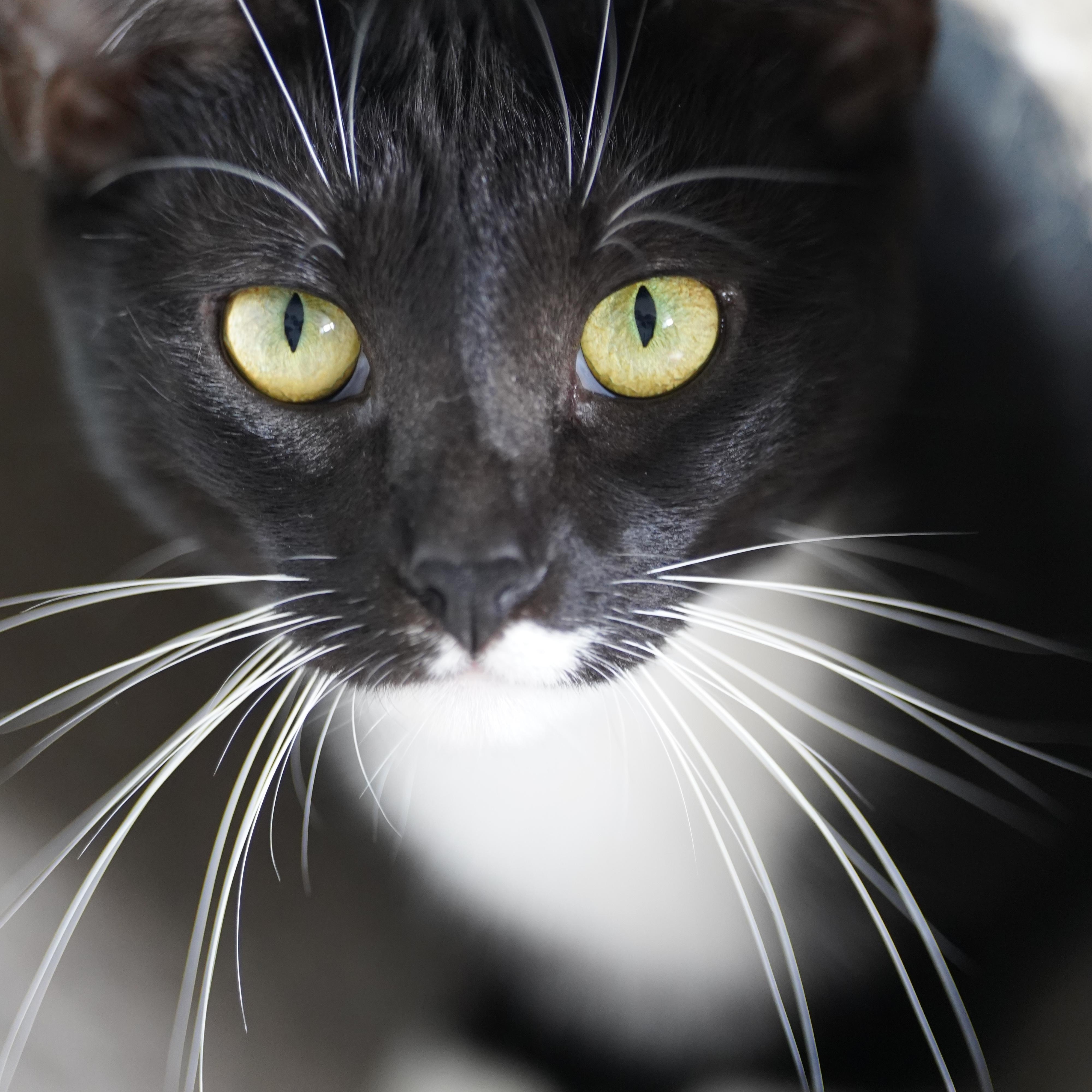 Enlarge Lacy, an adopted Domestic Short Hair in El Paso, TX image 3/5