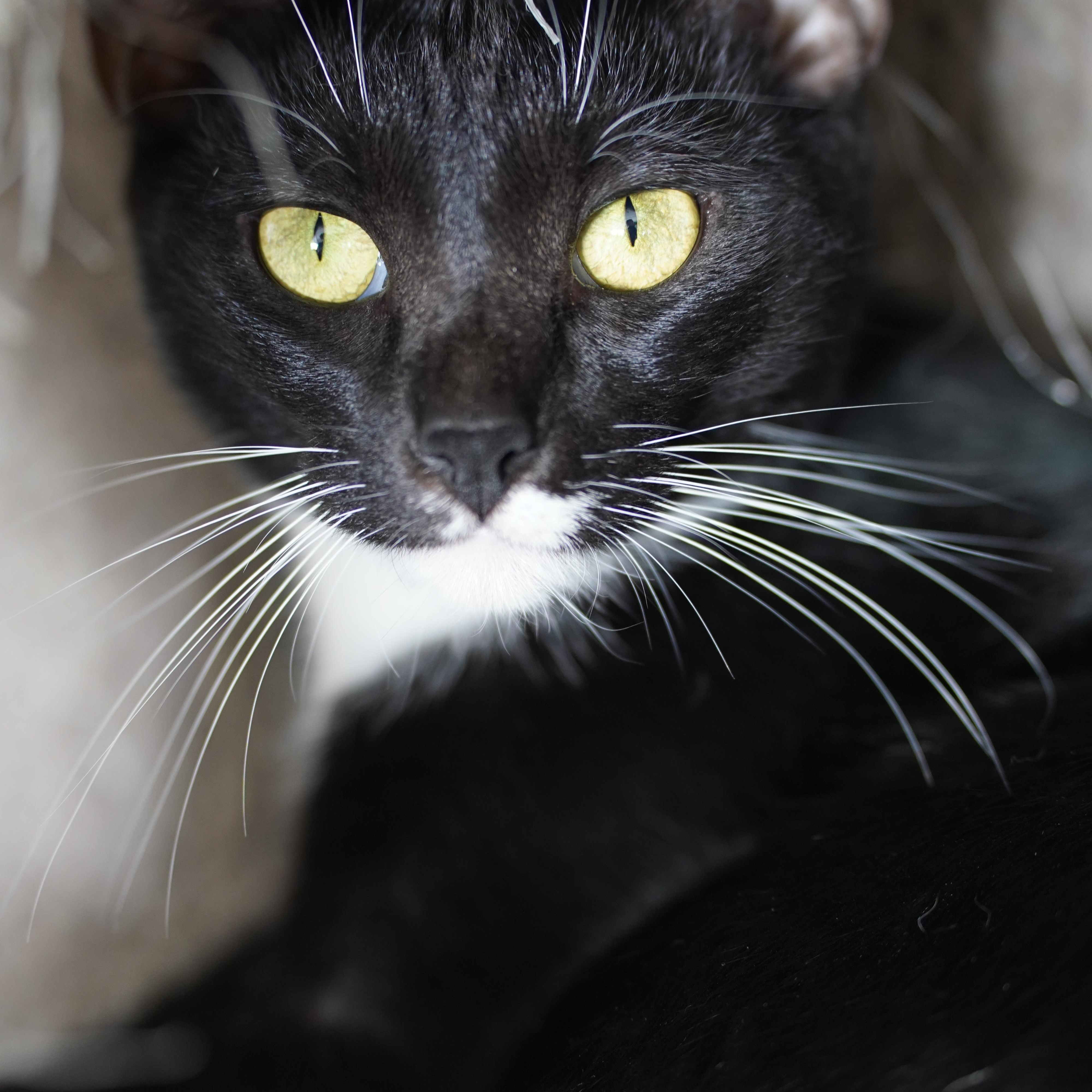 Enlarge Lacy, an adopted Domestic Short Hair in El Paso, TX image 4/5