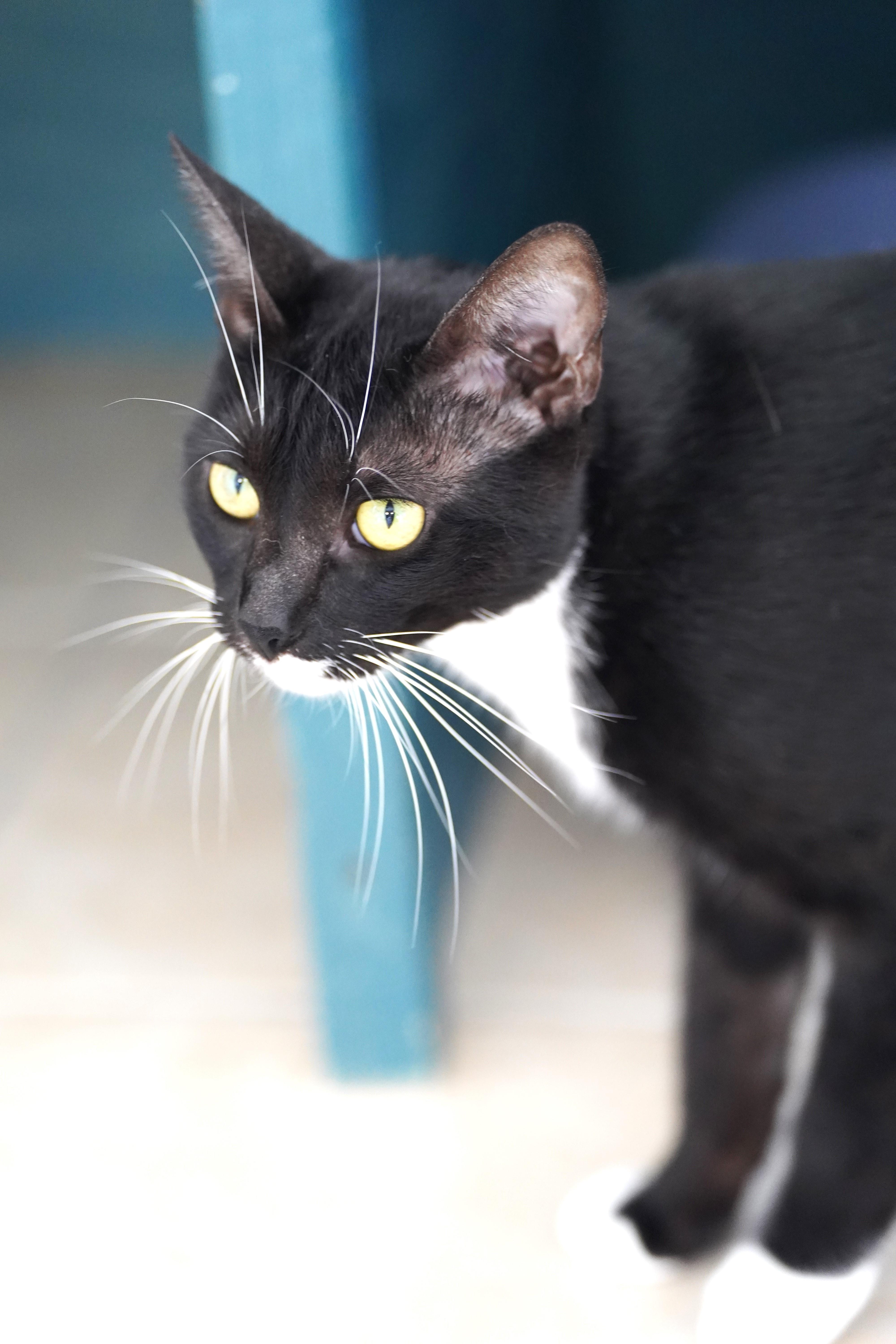 Enlarge Lacy, an adopted Domestic Short Hair in El Paso, TX image 5/5