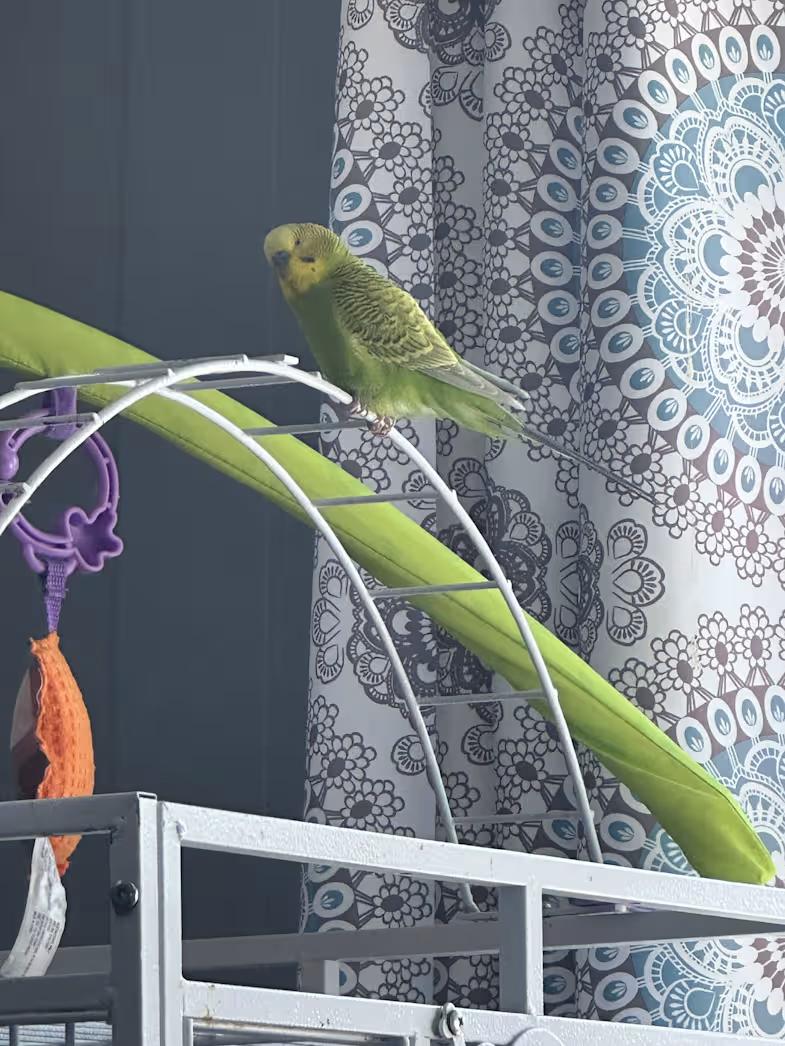 Enlarge Lime, a Adoptable Parakeet (Other) in Rumford, ME image 3/3