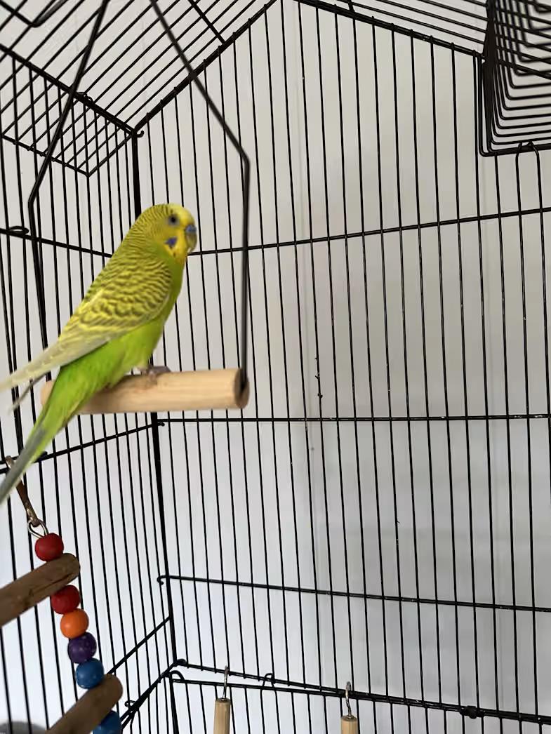Enlarge Lime, a Adoptable Parakeet (Other) in Rumford, ME image 2/3