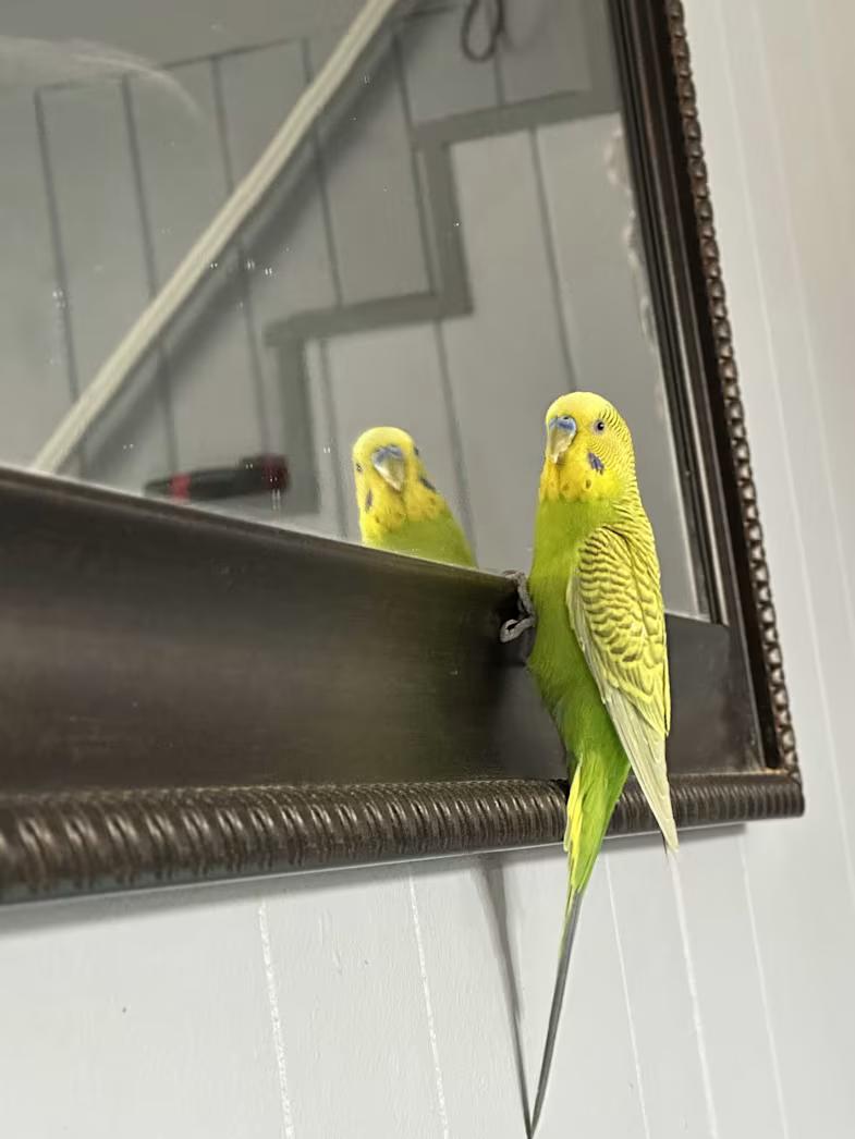 Enlarge Lime, a Adoptable Parakeet (Other) in Rumford, ME image 1/3