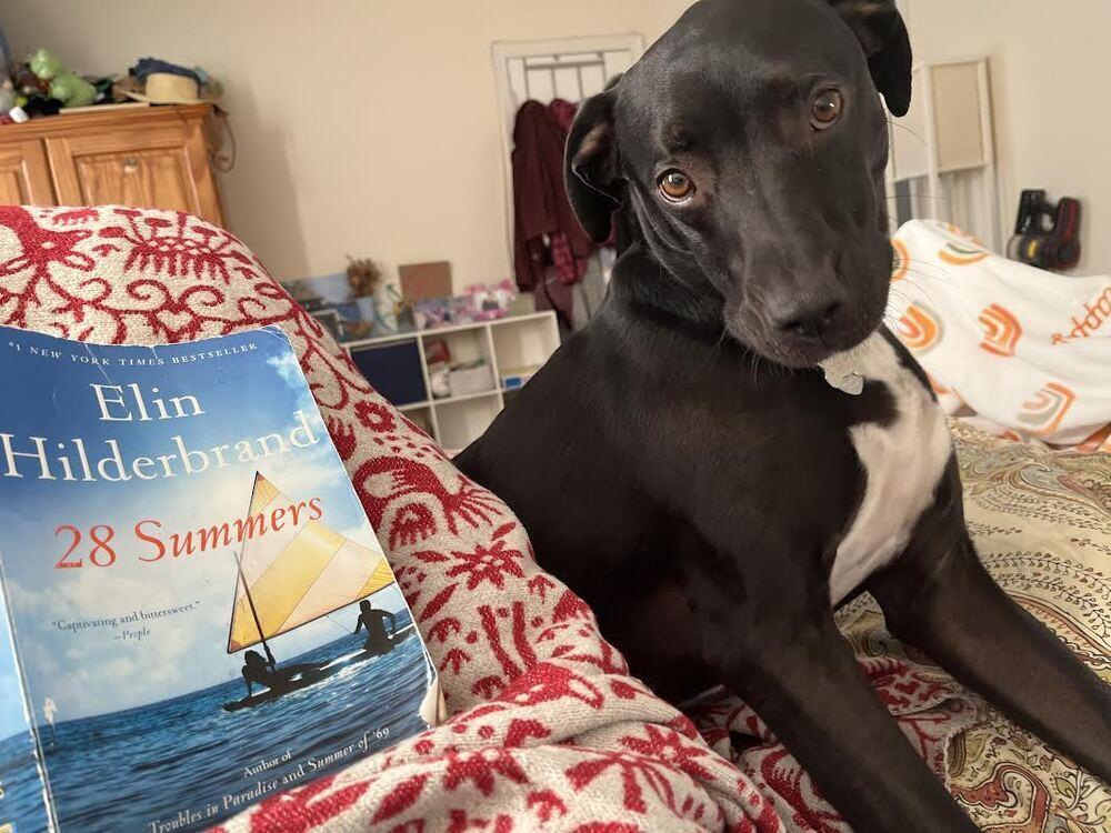 Otis, Adoptable, Adult Male Labrador Retriever & Mixed Breed.