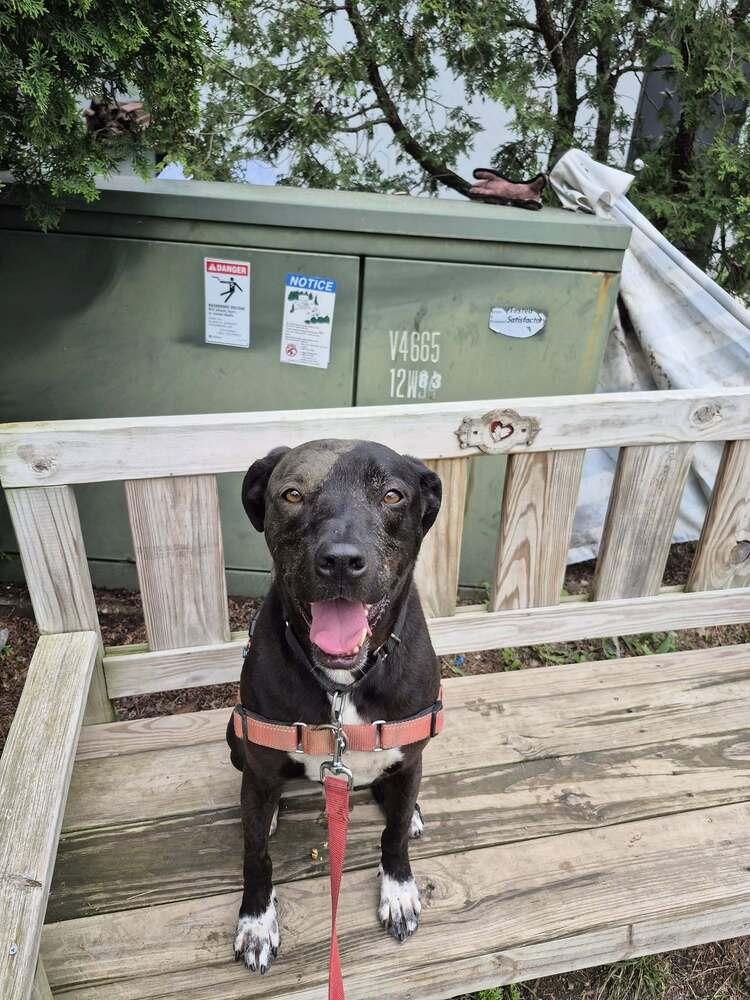 Otis, Adoptable, Adult Male Labrador Retriever & Mixed Breed.