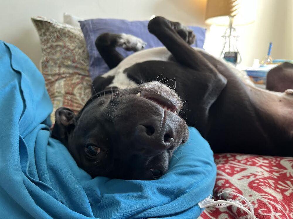 Enlarge Otis, a Adoptable mixed breed in Elmsford, NY image 3/4