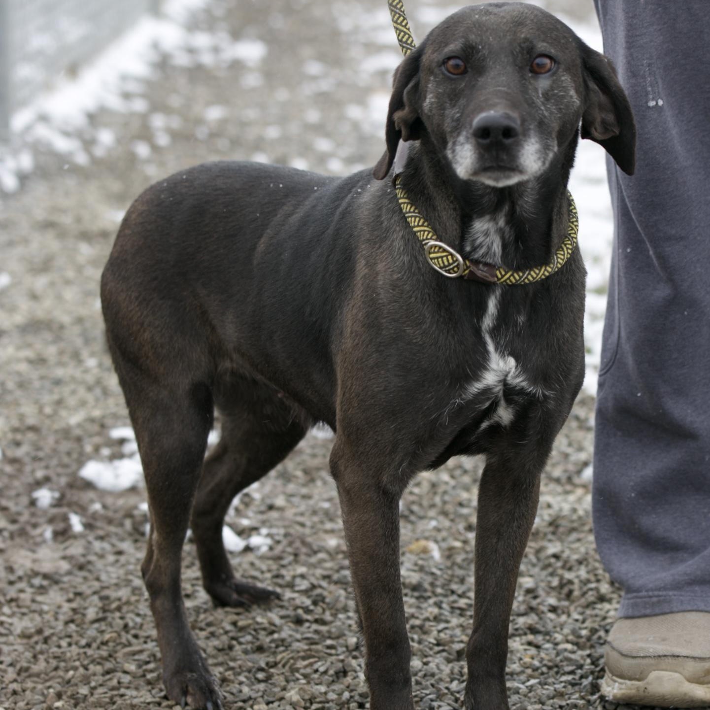 Lucy, adopted, Adult Female Black Labrador Retriever & Plott Hound.