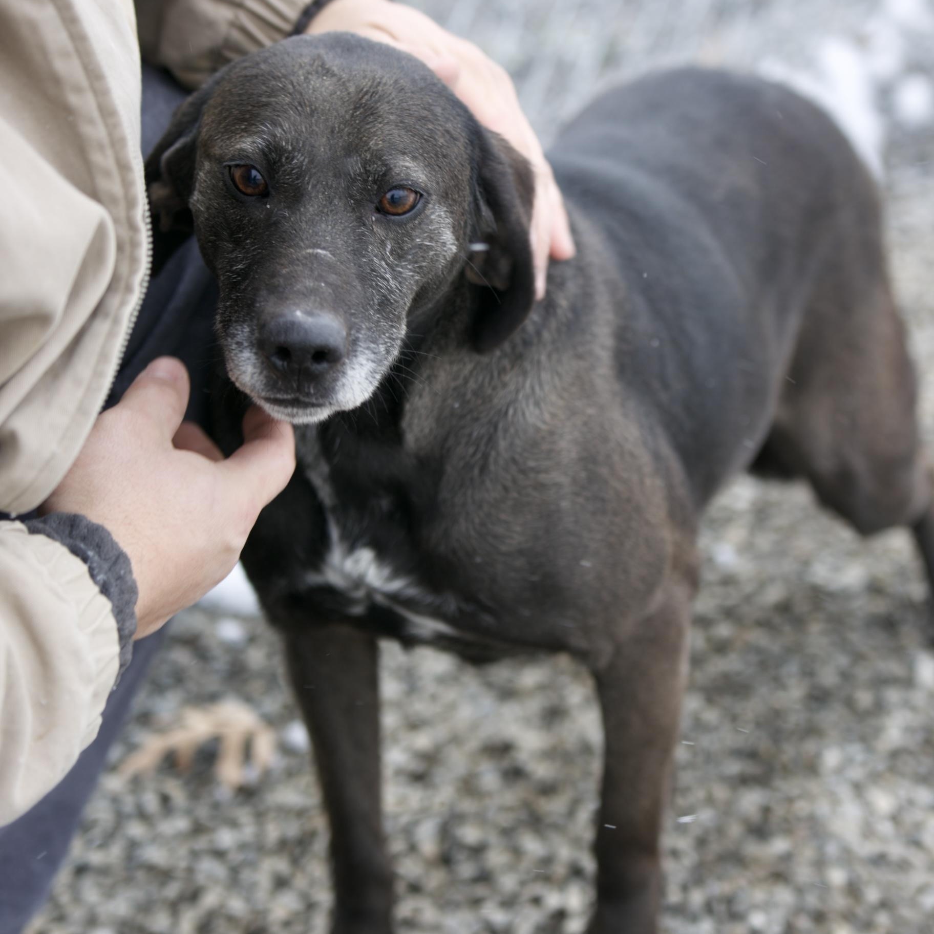 Lucy, an adopted mixed breed in Mount Sterling, KY image 3/3