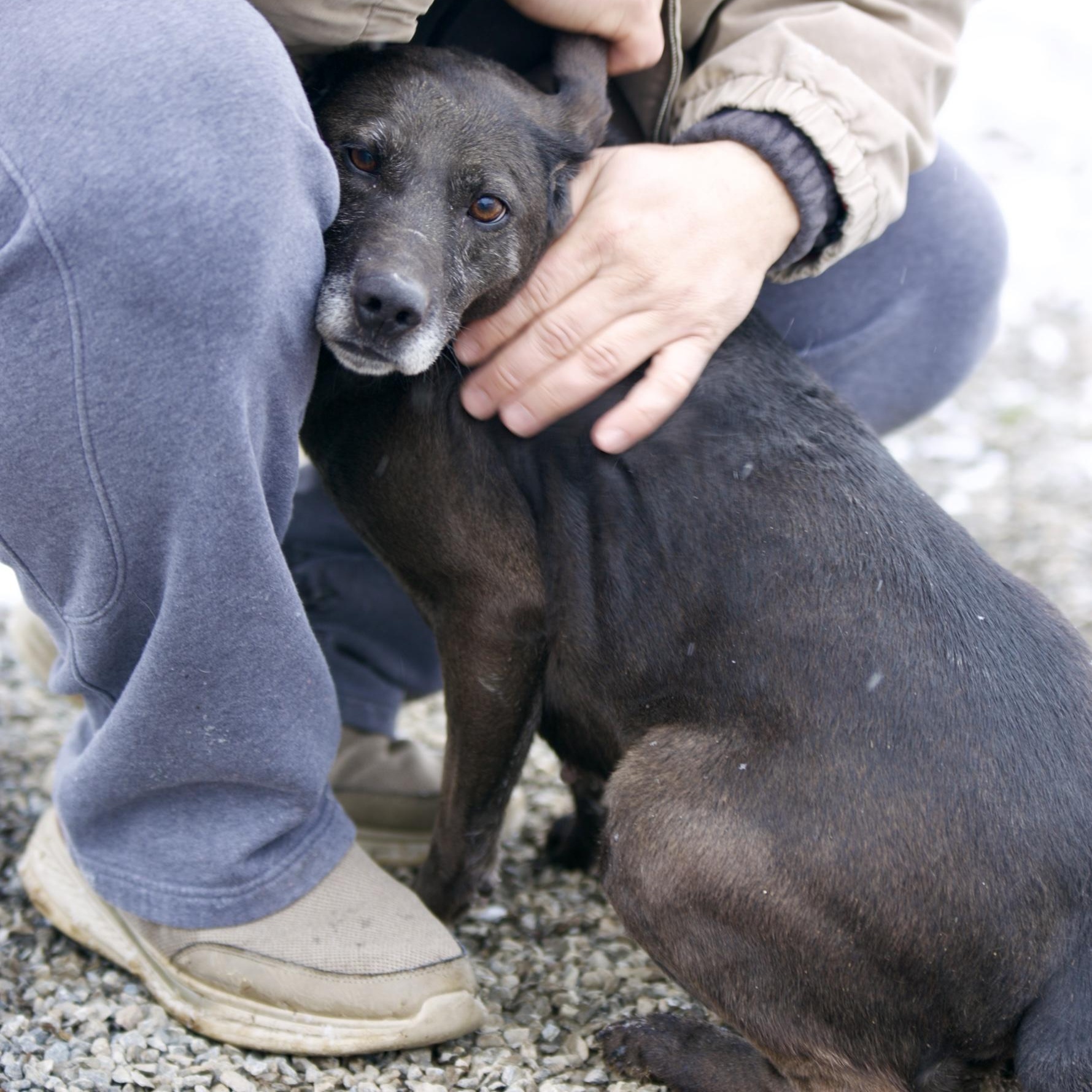 Lucy, an adopted mixed breed in Mount Sterling, KY image 2/3