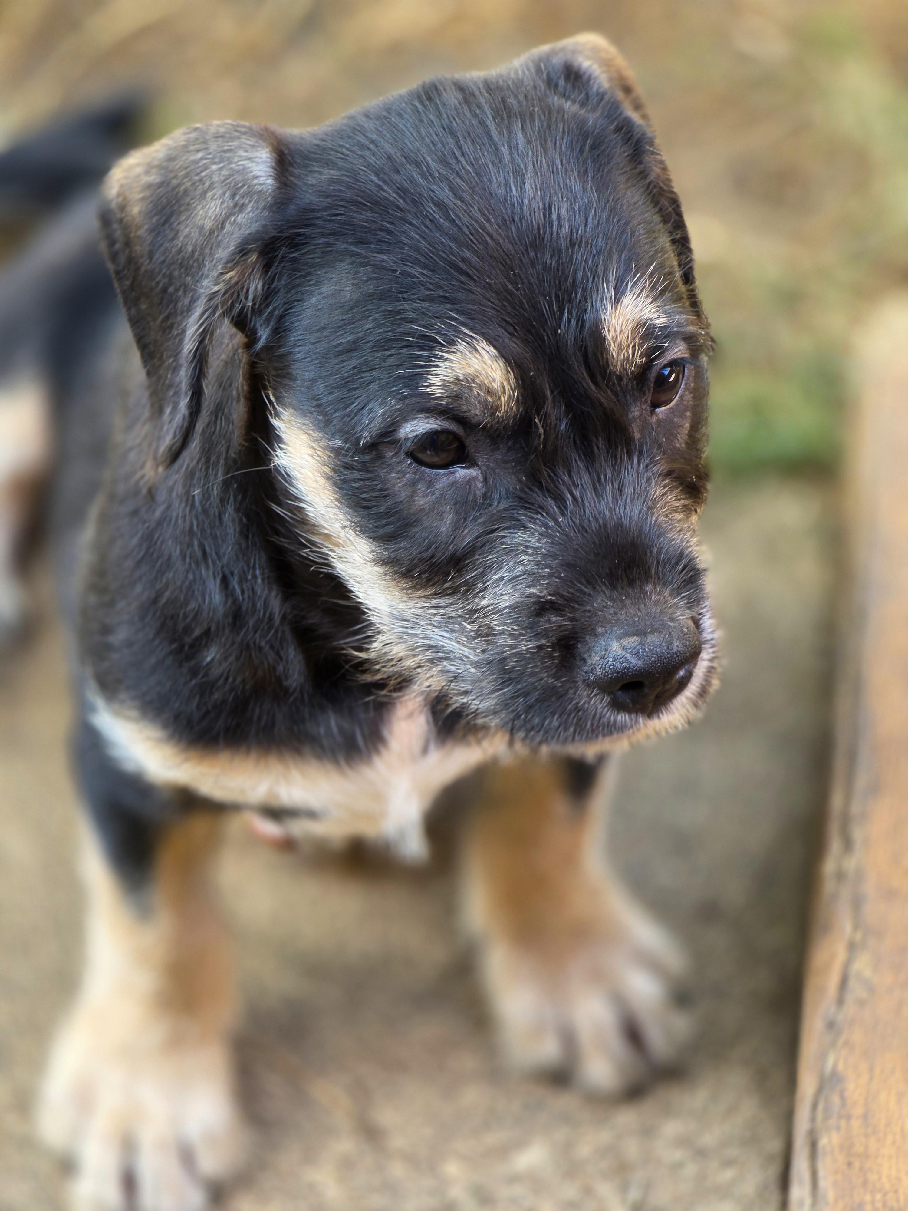 Enlarge Java, a Adoptable mixed breed in Lisbon, IA image 6/6