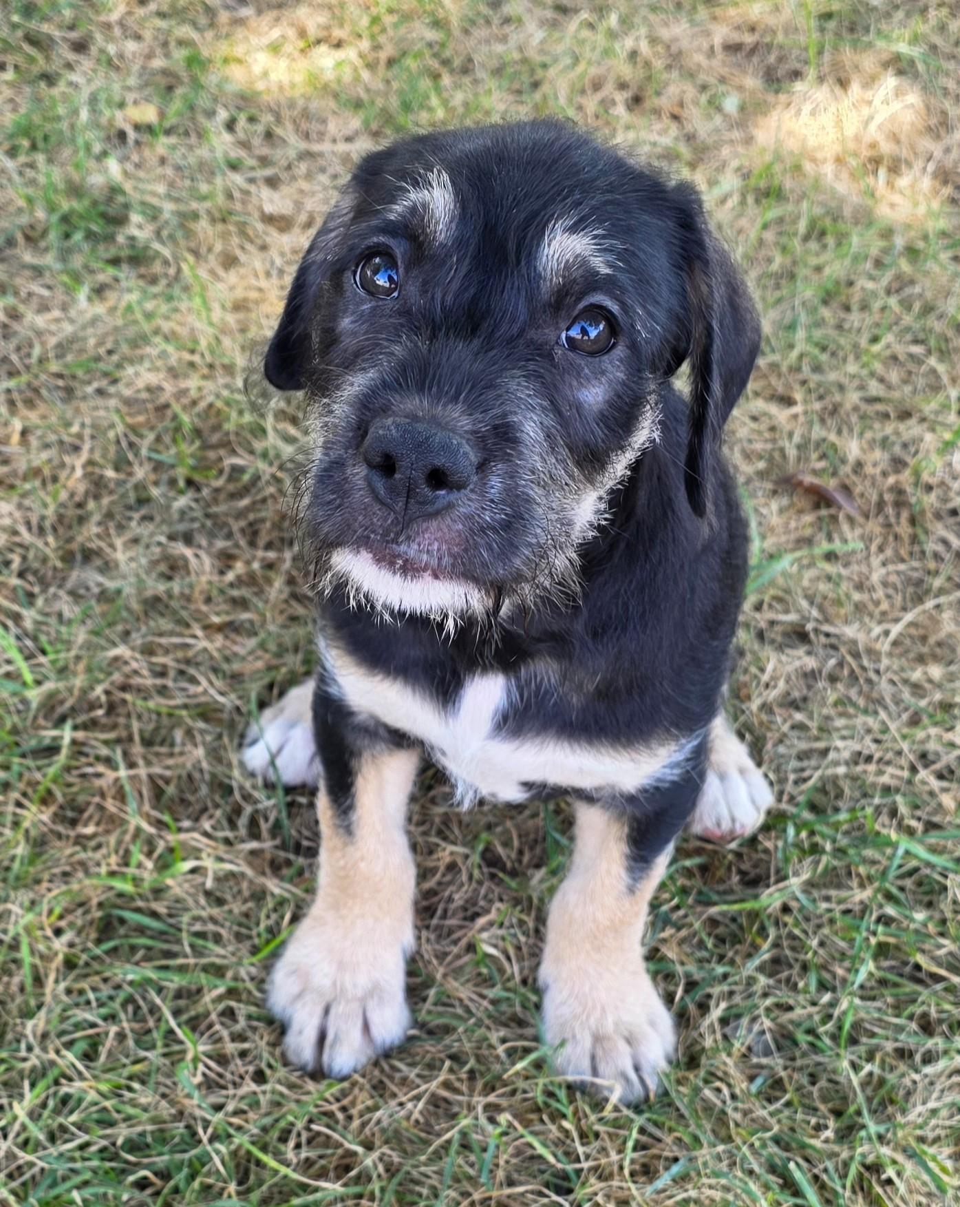Enlarge Java, a Adoptable mixed breed in Lisbon, IA image 4/6