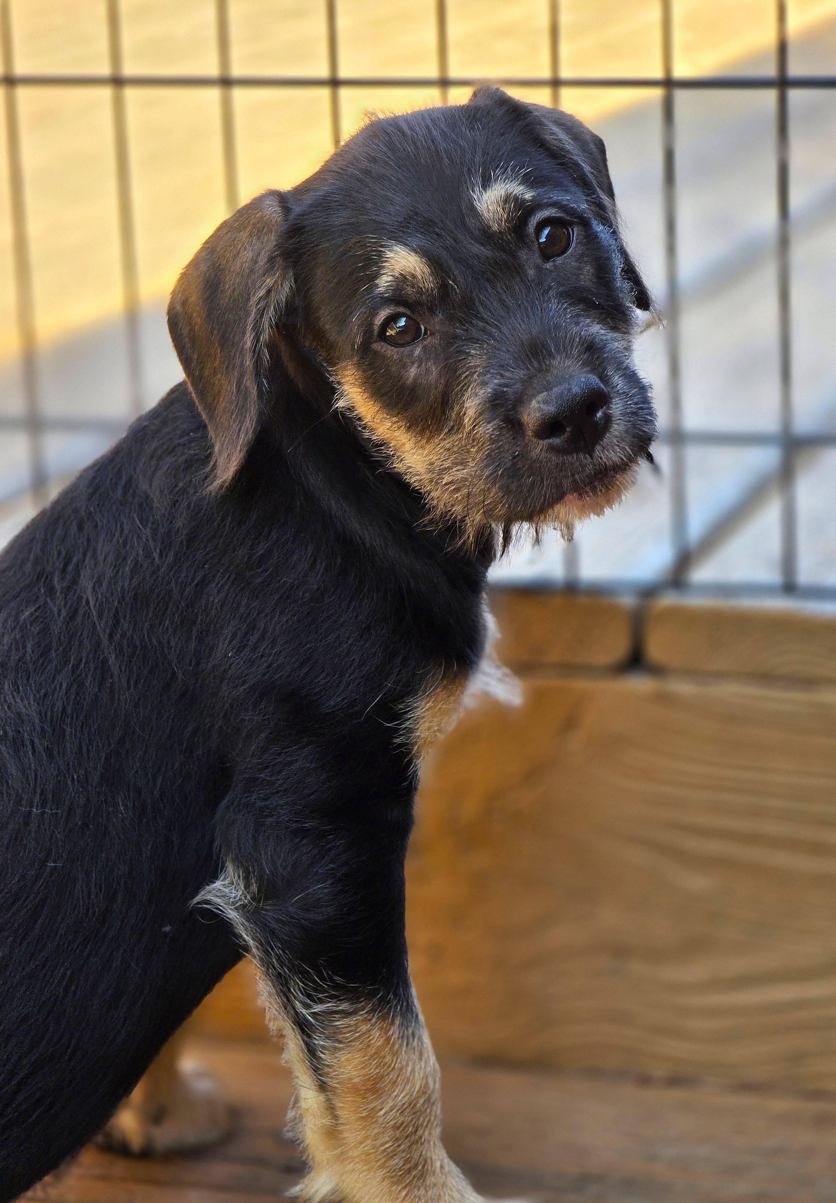 Enlarge Java, a Adoptable mixed breed in Lisbon, IA image 2/6