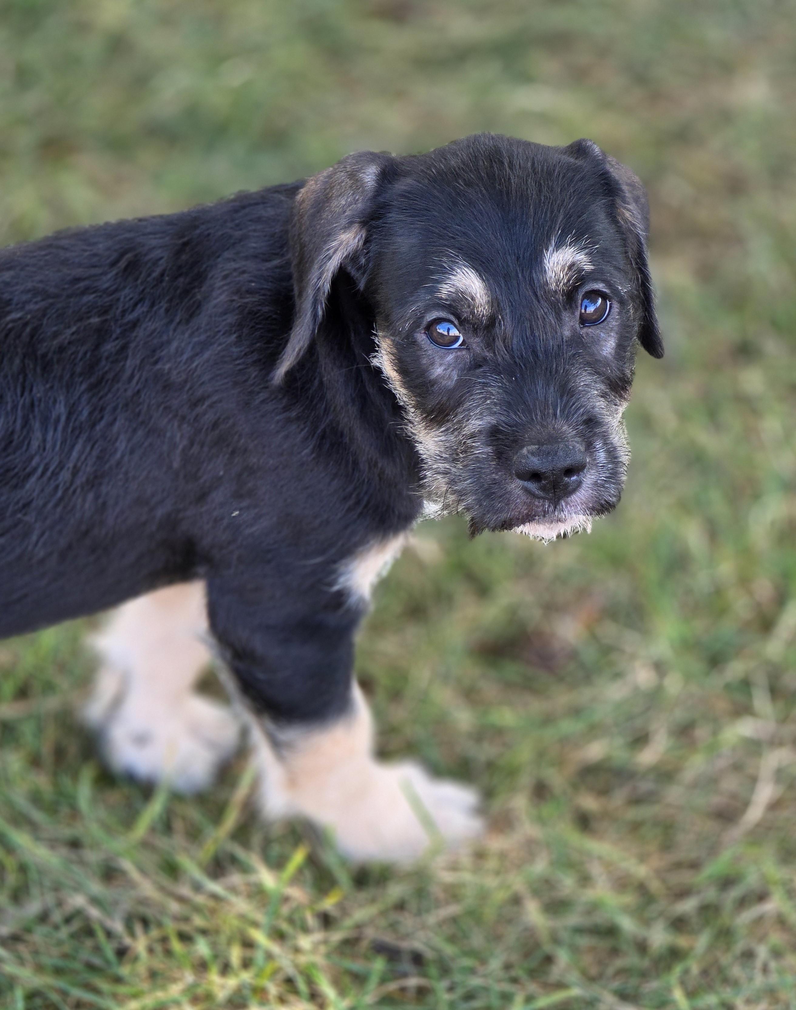 Enlarge Java, a Adoptable mixed breed in Lisbon, IA image 5/6