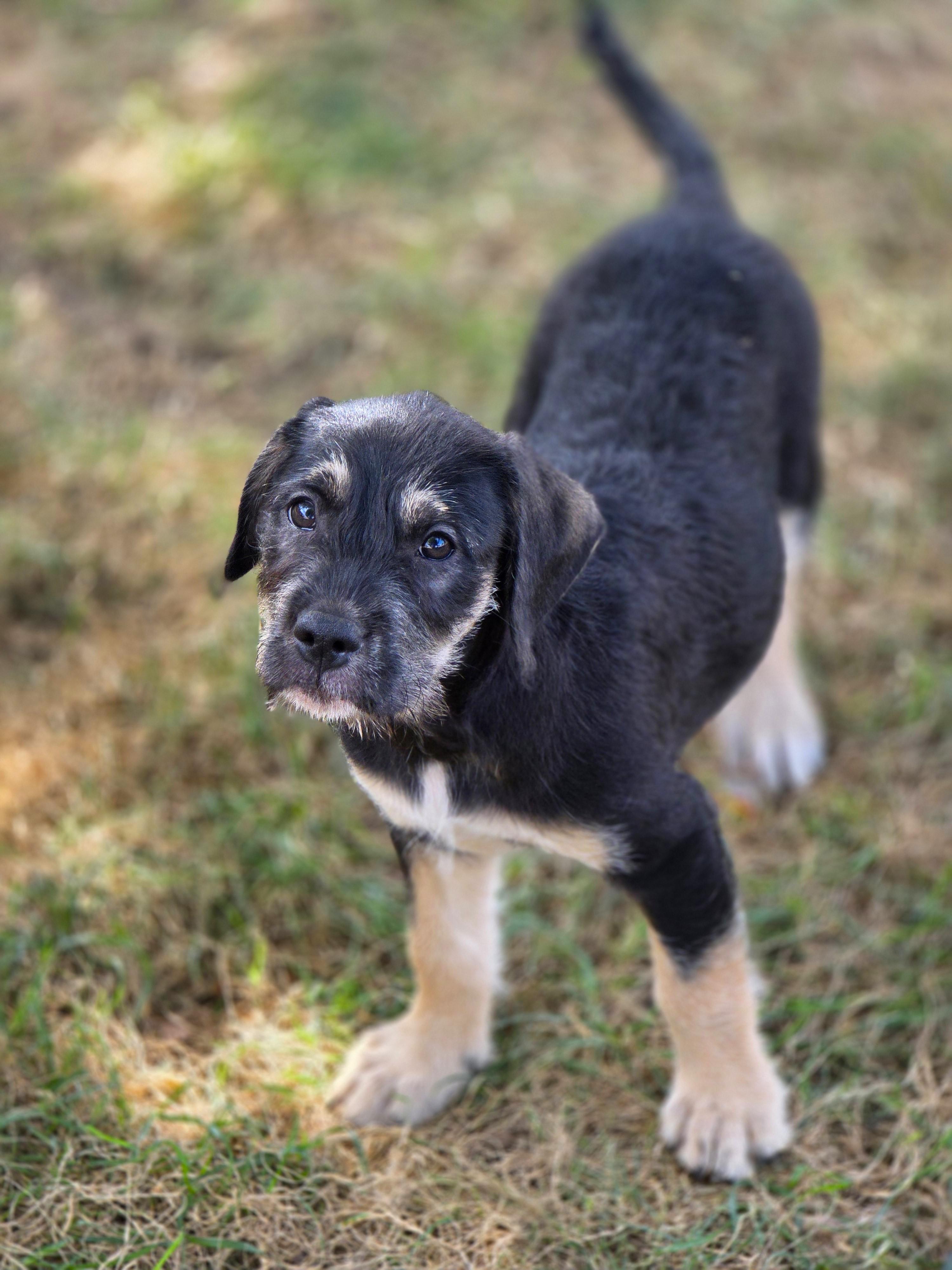 Java, Adoptable, Puppy Male Pit Bull Terrier & Shih Tzu.