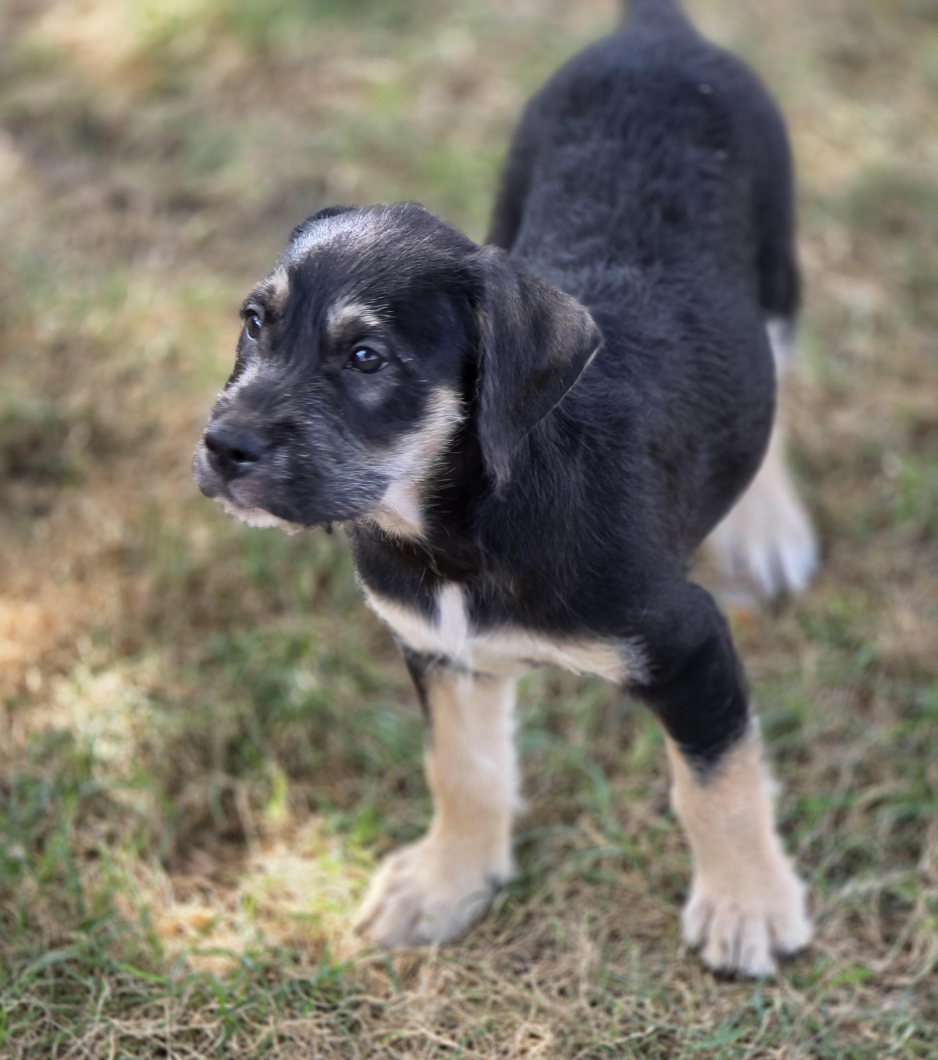 Enlarge Java, a Adoptable mixed breed in Lisbon, IA image 3/6