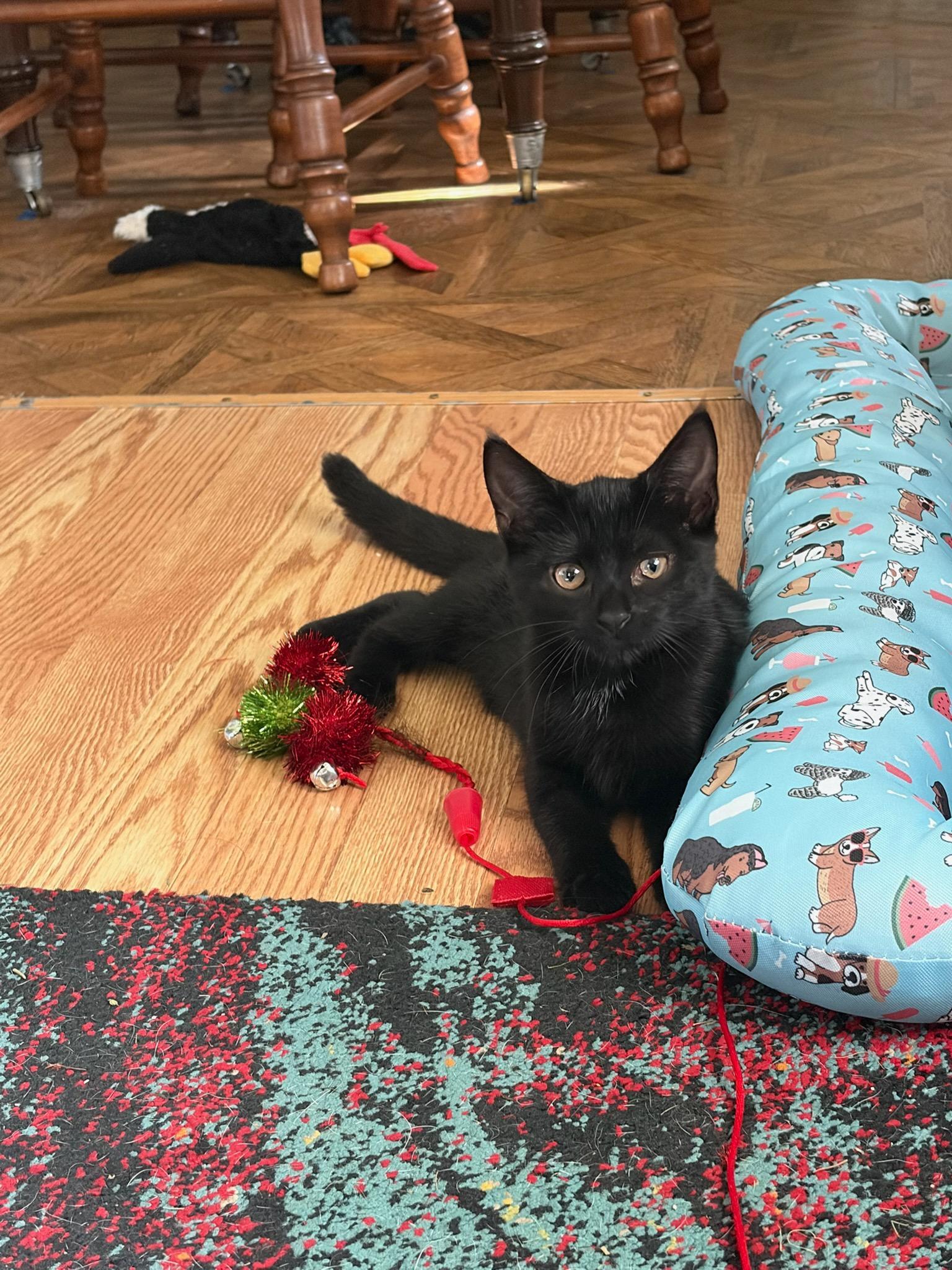 Bellatrix, ADOPTABLE, Young Female American Shorthair.