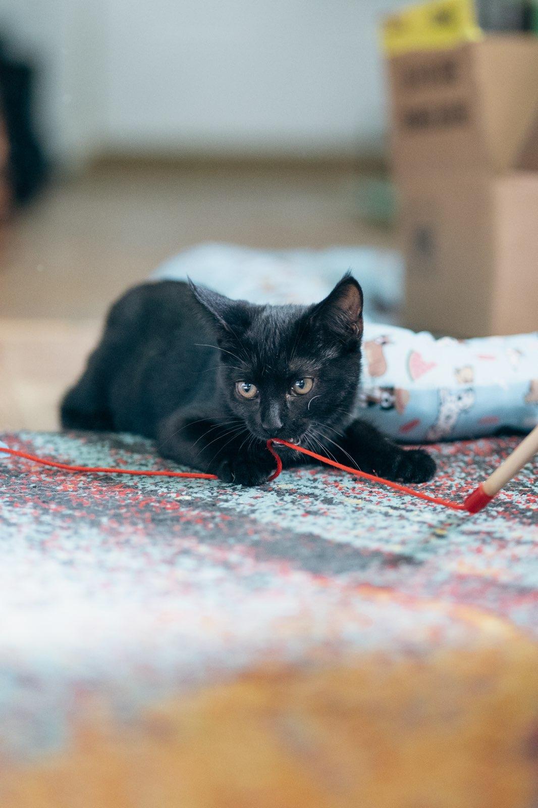 Enlarge Bellatrix, a ADOPTABLE American Shorthair in Erwin, TN image 2/2