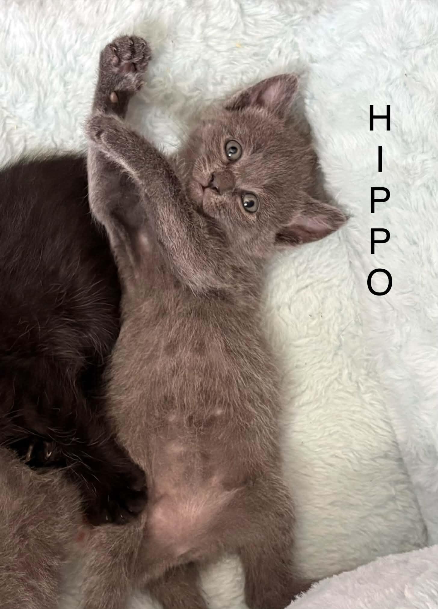 Hippo, Adoptable, Kitten Male Domestic Short Hair.