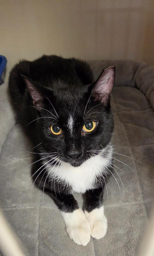 Enlarge Oreo Jefferson, a Adoptable mixed breed in Windsor, CT image 1/1