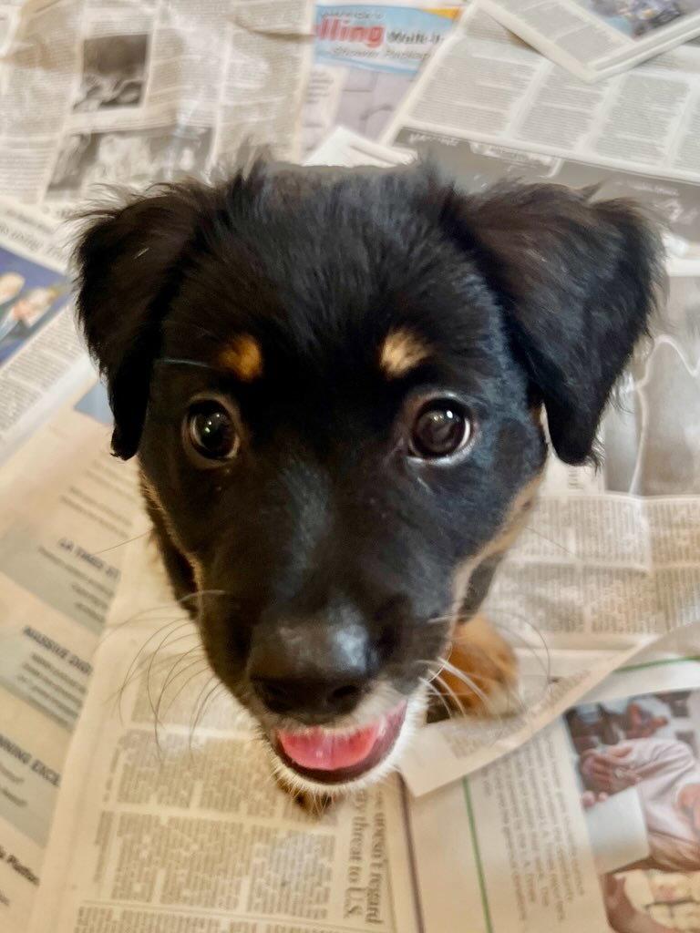 Enlarge CALZONE, a Adoptable Spaniel in Agoura Hills, CA image 2/2