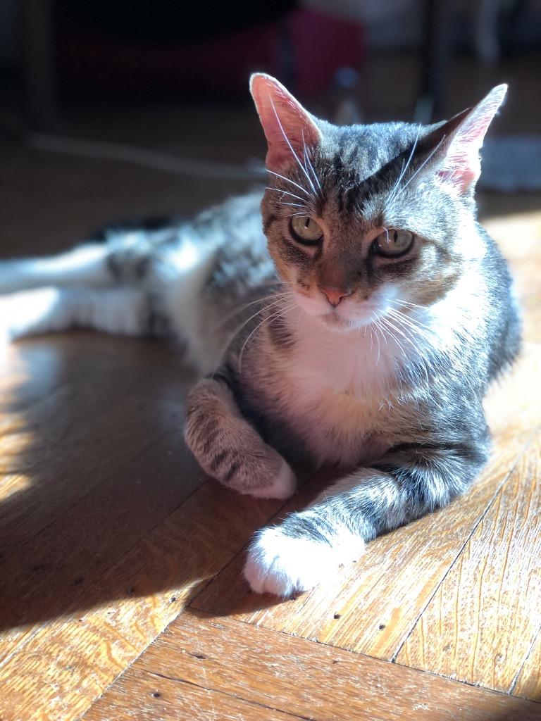 Enlarge MC (meet me in foster care!), a Adoptable mixed breed in Brooklyn, NY image 2/5