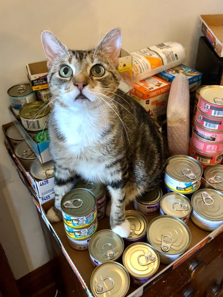 Enlarge MC (meet me in foster care!), a Adoptable mixed breed in Brooklyn, NY image 4/5