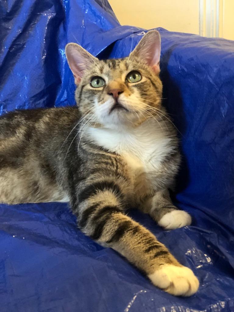 Enlarge MC (meet me in foster care!), a Adoptable mixed breed in Brooklyn, NY image 5/5