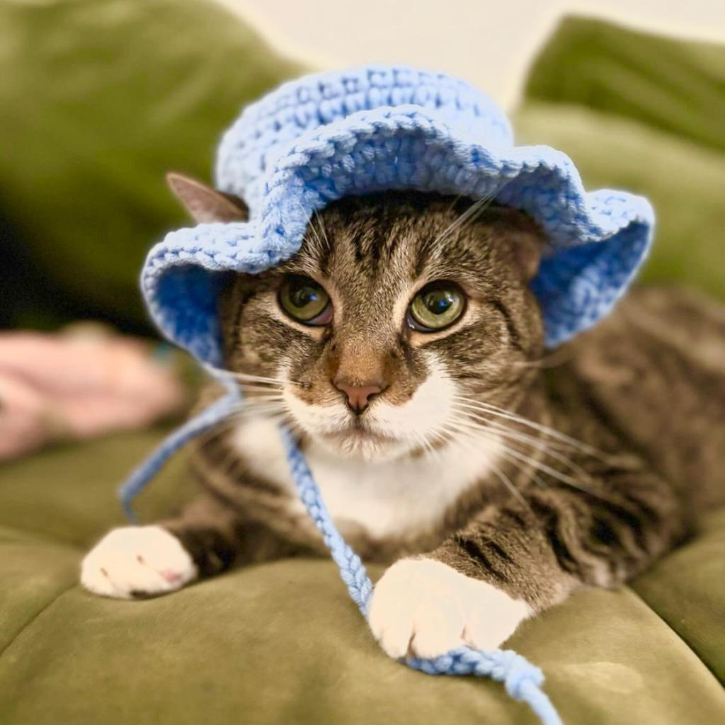 Enlarge MC (meet me in foster care!), a Adoptable mixed breed in Brooklyn, NY image 5/5