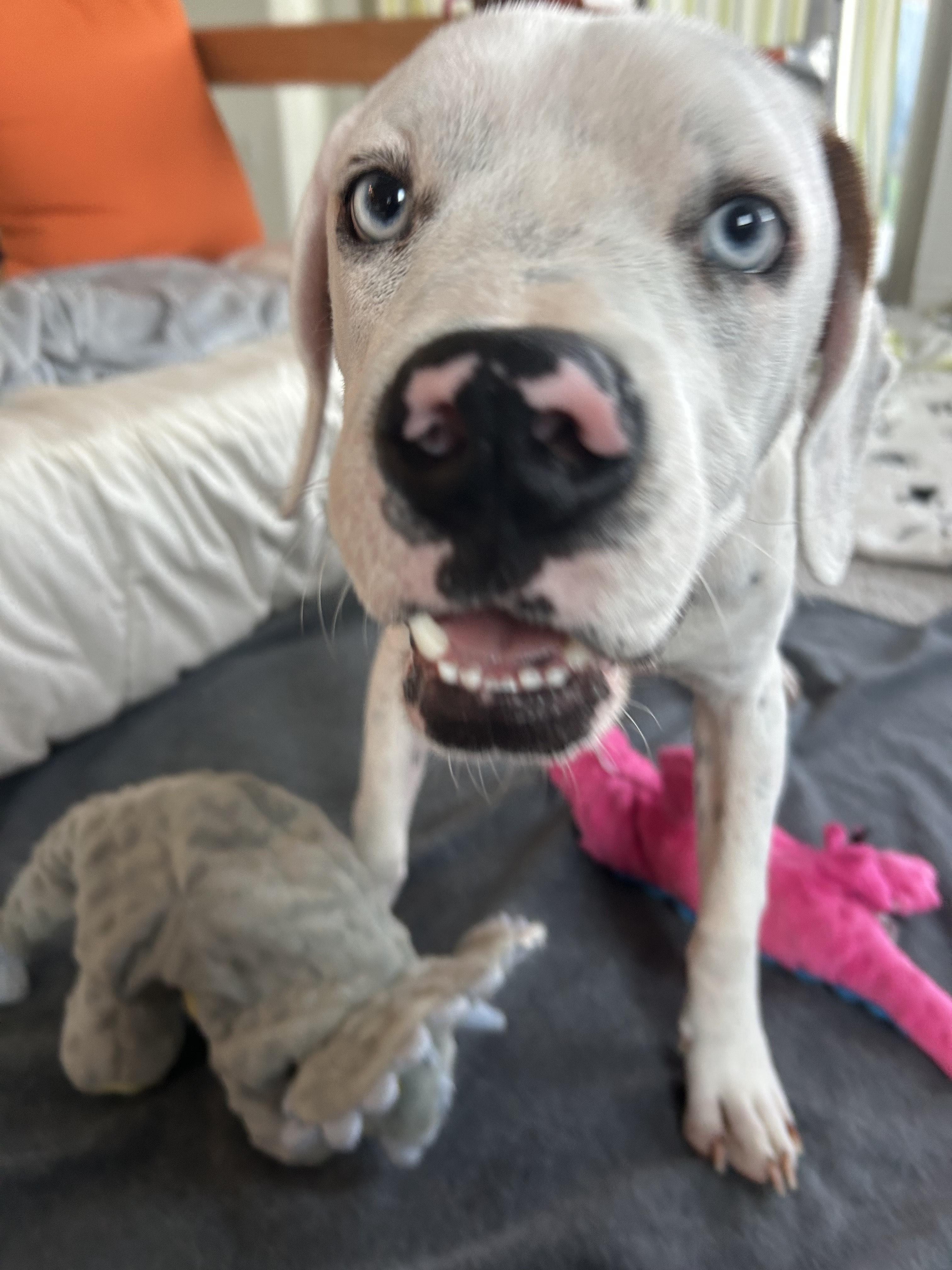 Cooper