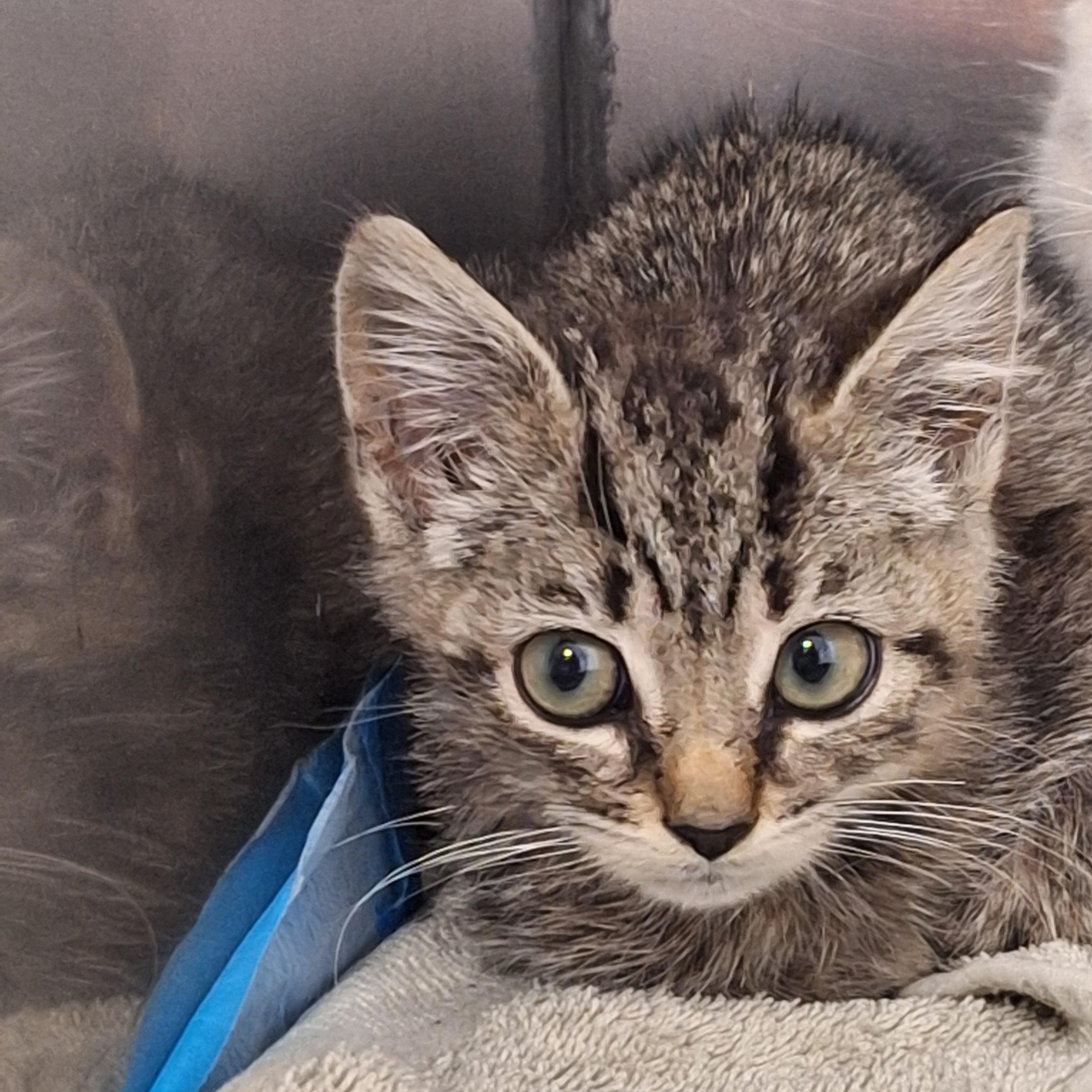 Enlarge Compass, a Adopted Domestic Short Hair in Rock Hill, NY image 1/1