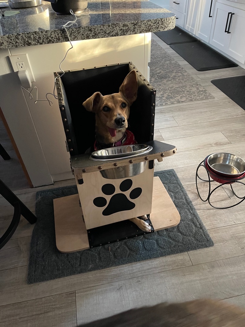 Penny, Adoptable, Young Female German Shepherd Dog.