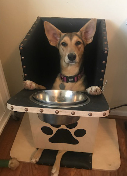 Penny, a Adoptable mixed breed in Santa Maria, CA image 2/10