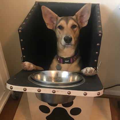 Enlarge Penny, a Adoptable mixed breed in Santa Maria, CA image 2/6