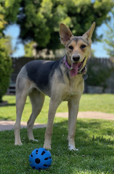 Penny, a Adoptable mixed breed in Santa Maria, CA image 3/10