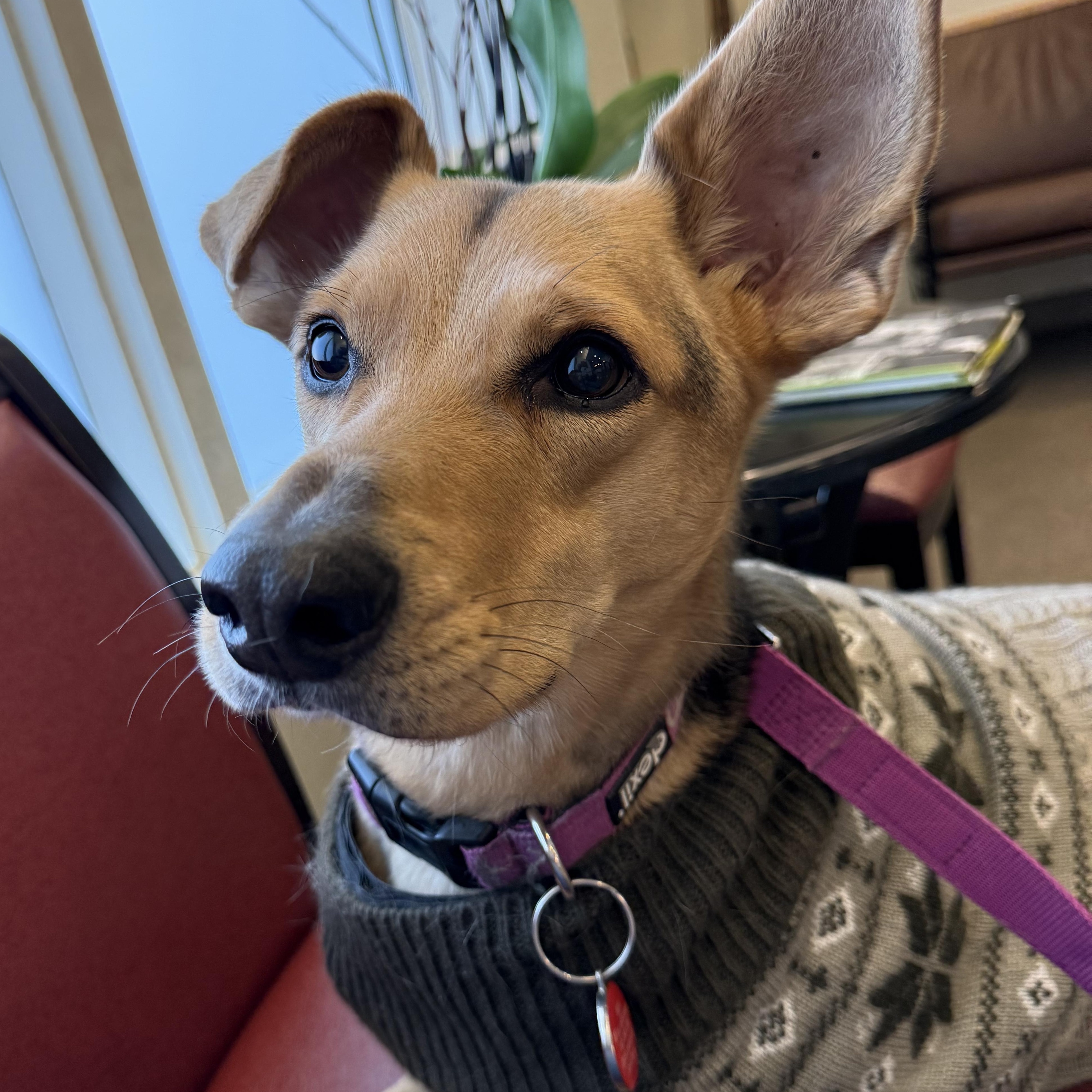 Enlarge Penny, a Adoptable mixed breed in Santa Maria, CA image 6/6